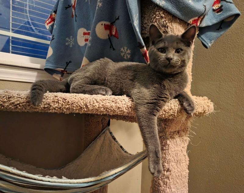 Autumn, Adoptable, Young Male Domestic Short Hair.