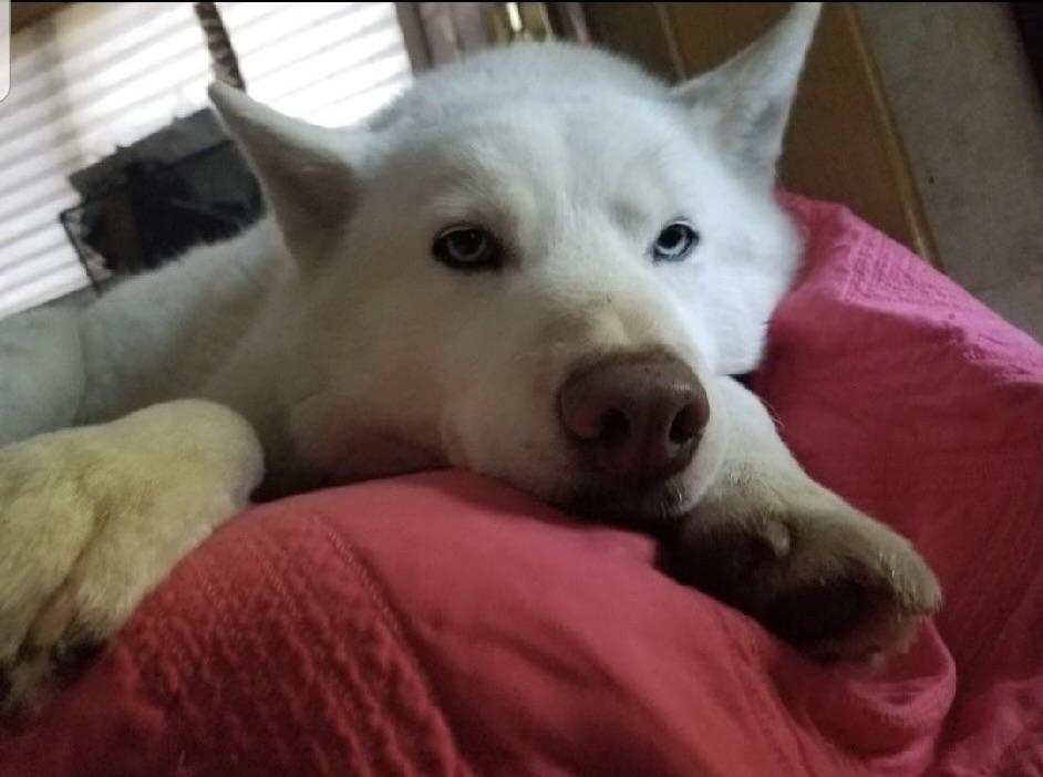 Annabelle, ADOPTABLE, Senior Female Husky.