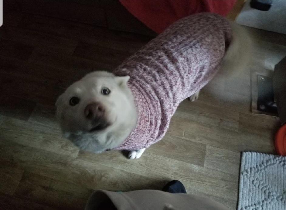 Enlarge Annabelle, a ADOPTABLE Husky in Rough And Ready, CA image 2/6