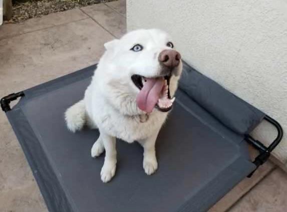 Enlarge Annabelle, a ADOPTABLE Husky in Rough And Ready, CA image 3/6