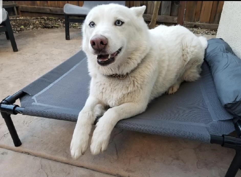 Enlarge Annabelle, a ADOPTABLE Husky in Rough And Ready, CA image 4/6