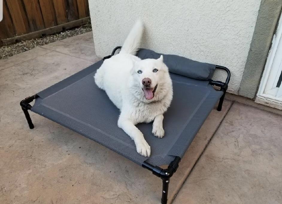 Annabelle, ADOPTABLE, Senior Female Husky.