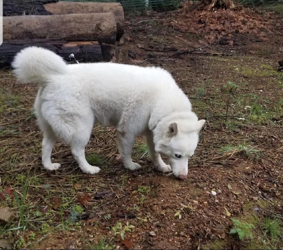 Enlarge Annabelle, a ADOPTABLE Husky in Rough And Ready, CA image 6/6