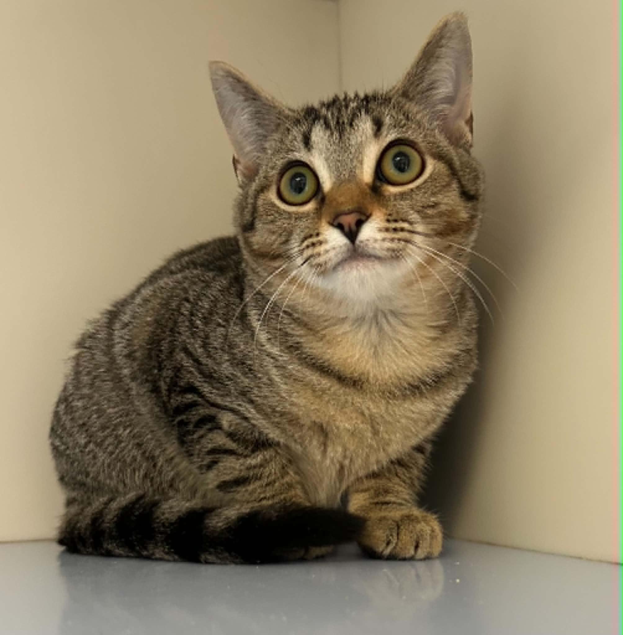 Vinny, Adoptable, Kitten Female Domestic Short Hair.