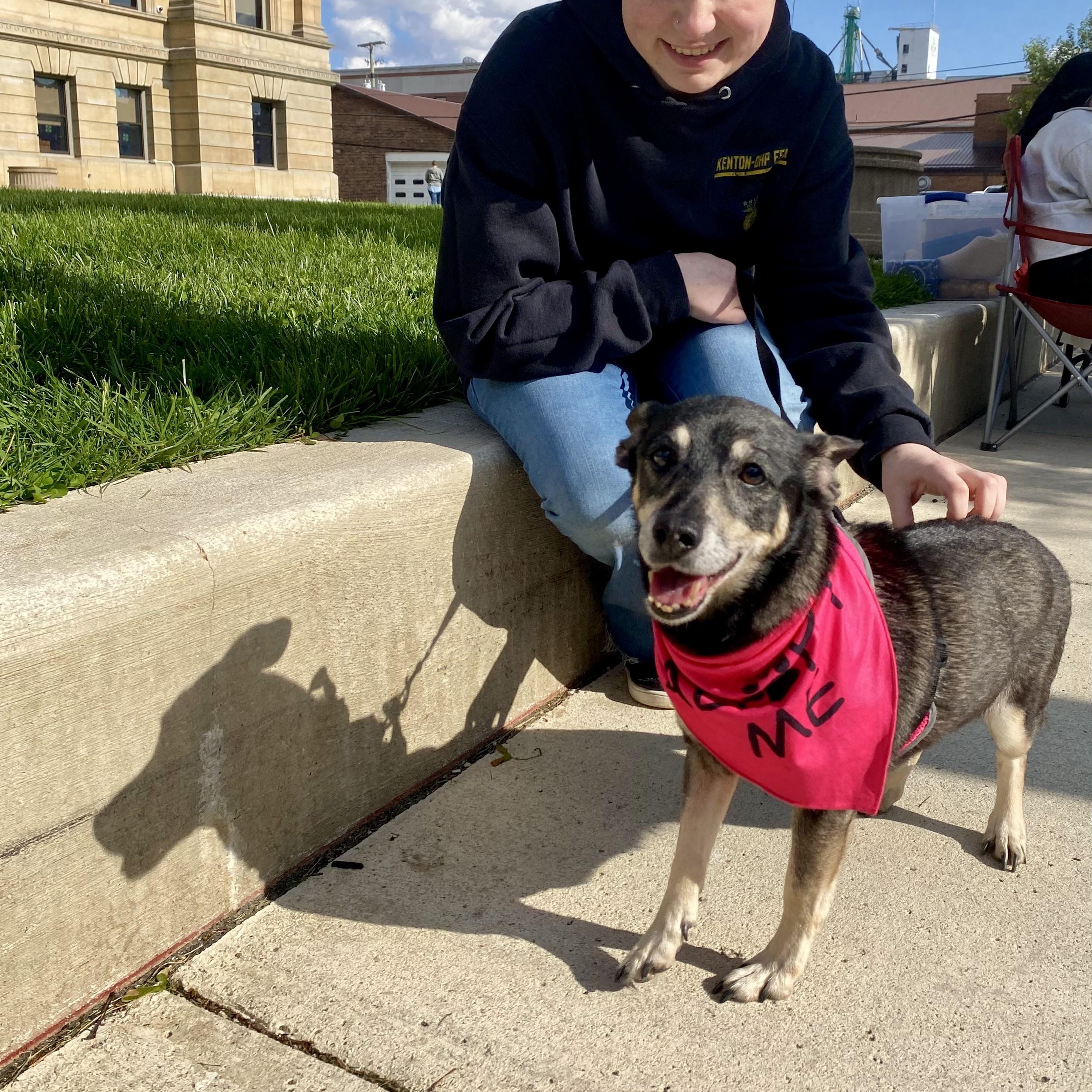 Heidi, ADOPTABLE, Senior Female Terrier & Jack Russell Terrier.