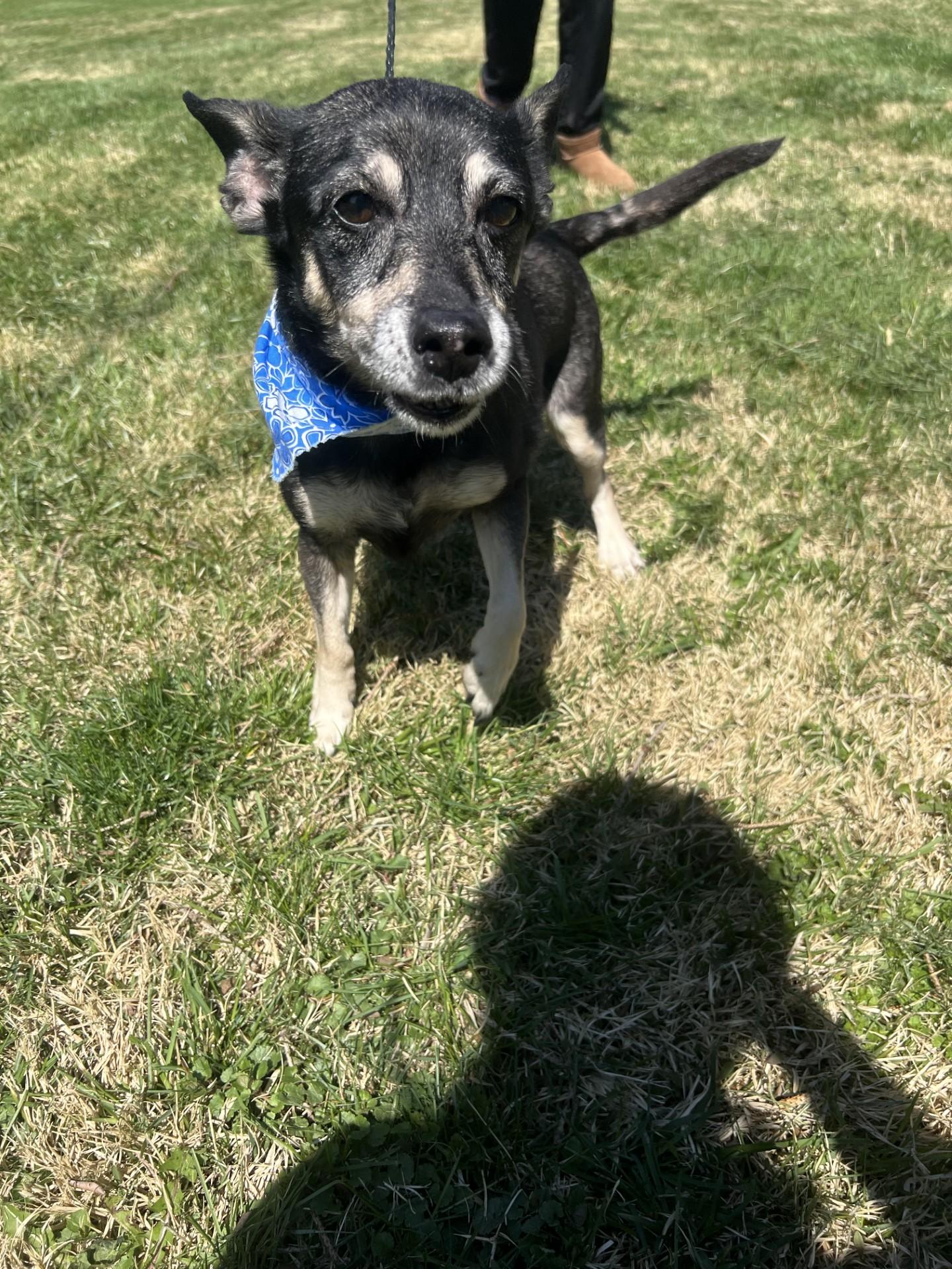 Heidi, a ADOPTABLE mixed breed in Upper Sandusky, OH image 5/5