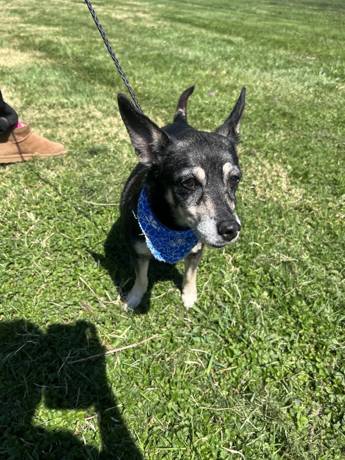 Heidi, a ADOPTABLE mixed breed in Upper Sandusky, OH image 4/5