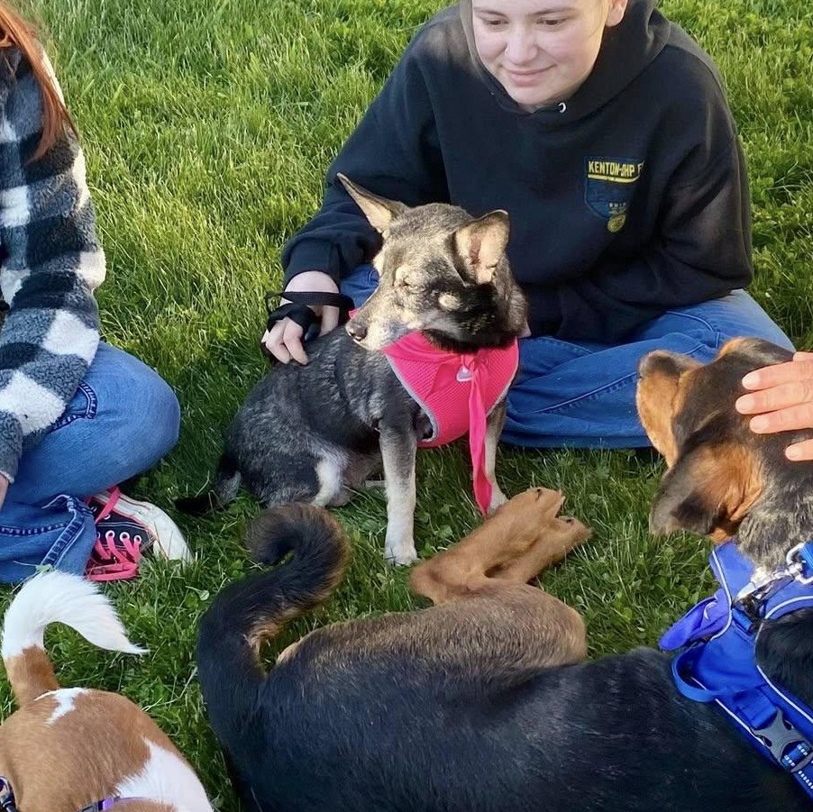 Heidi, a ADOPTABLE mixed breed in Upper Sandusky, OH image 3/5