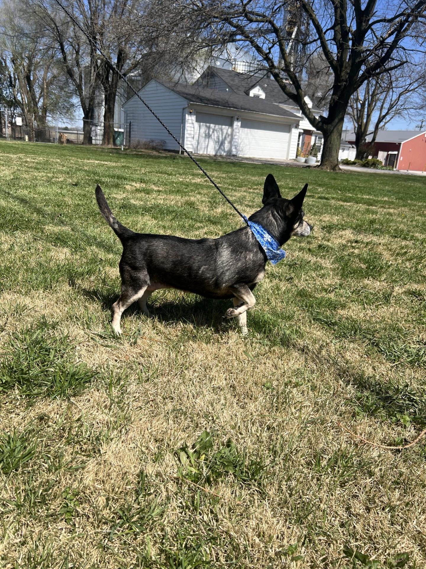 Heidi, a ADOPTABLE mixed breed in Upper Sandusky, OH image 2/5