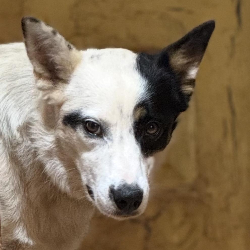 Ellie, a ADOPTABLE mixed breed in Pelham, NH image 6/6