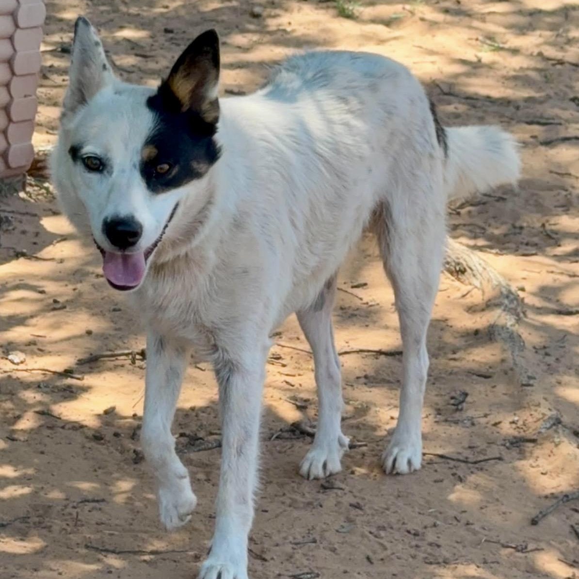 Ellie, a ADOPTABLE mixed breed in Pelham, NH image 4/6