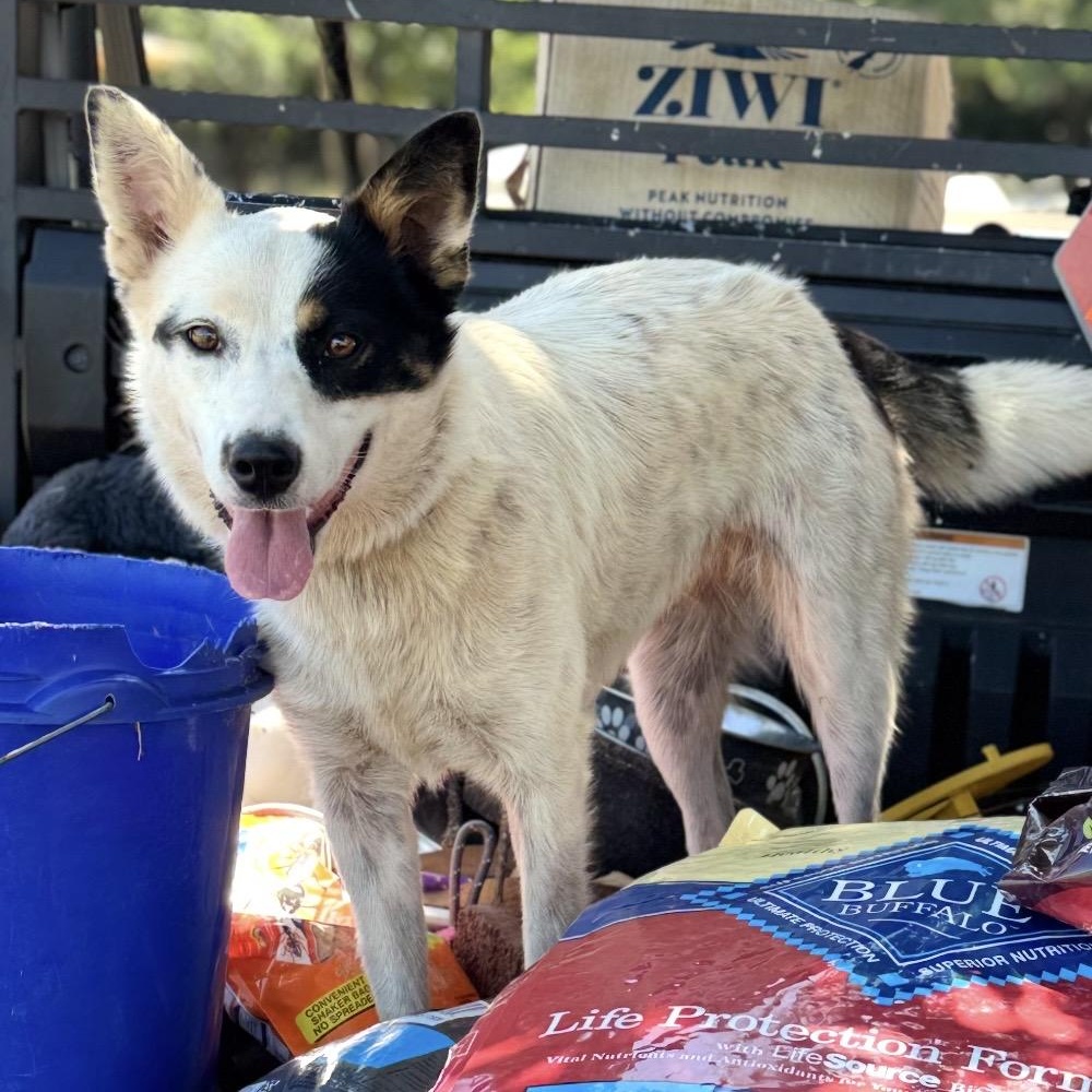 Ellie, a ADOPTABLE mixed breed in Pelham, NH image 5/6