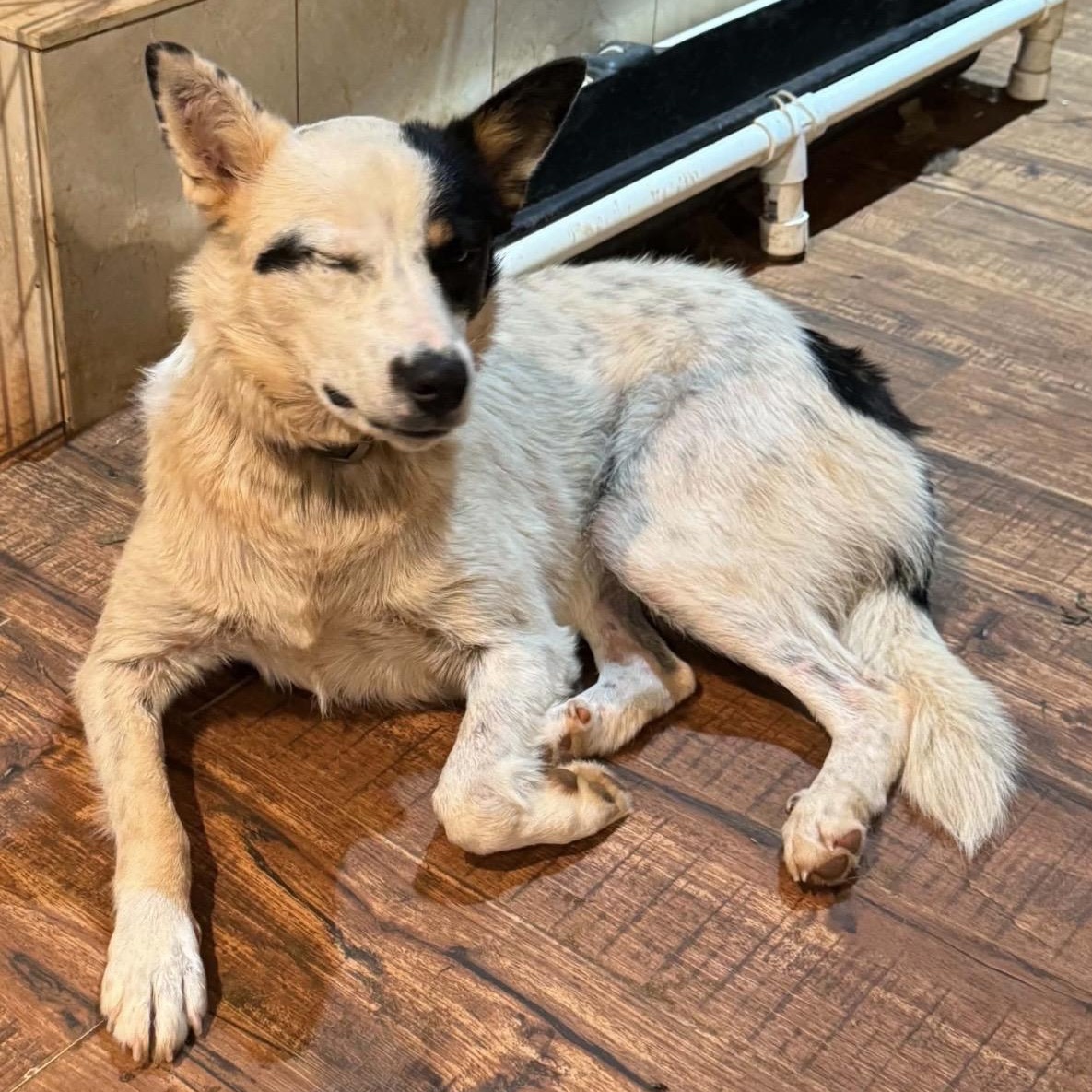 Ellie, a ADOPTABLE mixed breed in Pelham, NH image 3/6