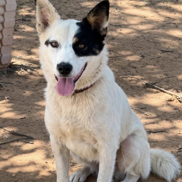 Ellie, ADOPTABLE, Young Female Border Collie & Mixed Breed.