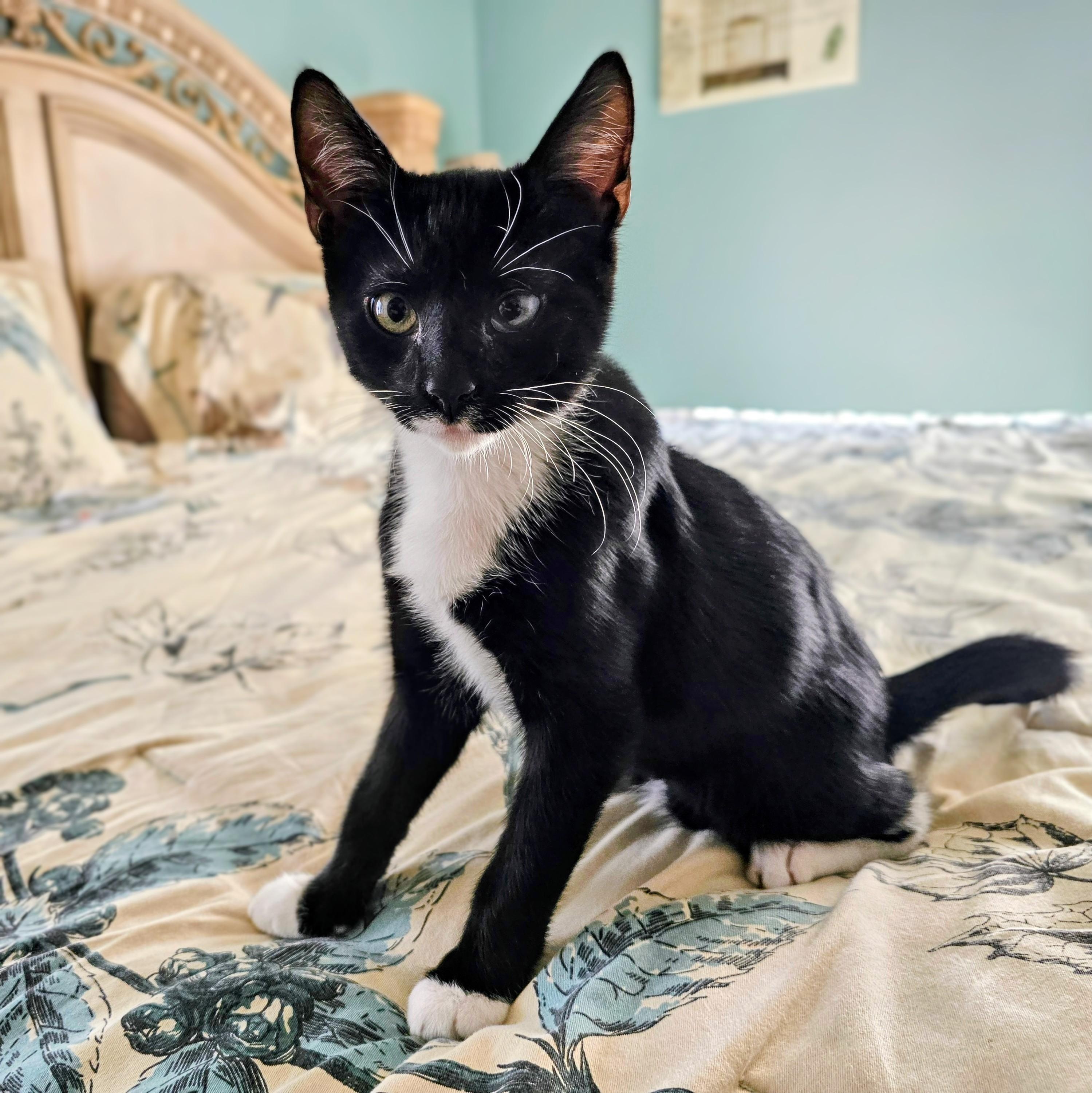 Carl, ADOPTABLE, Kitten Male Domestic Short Hair.