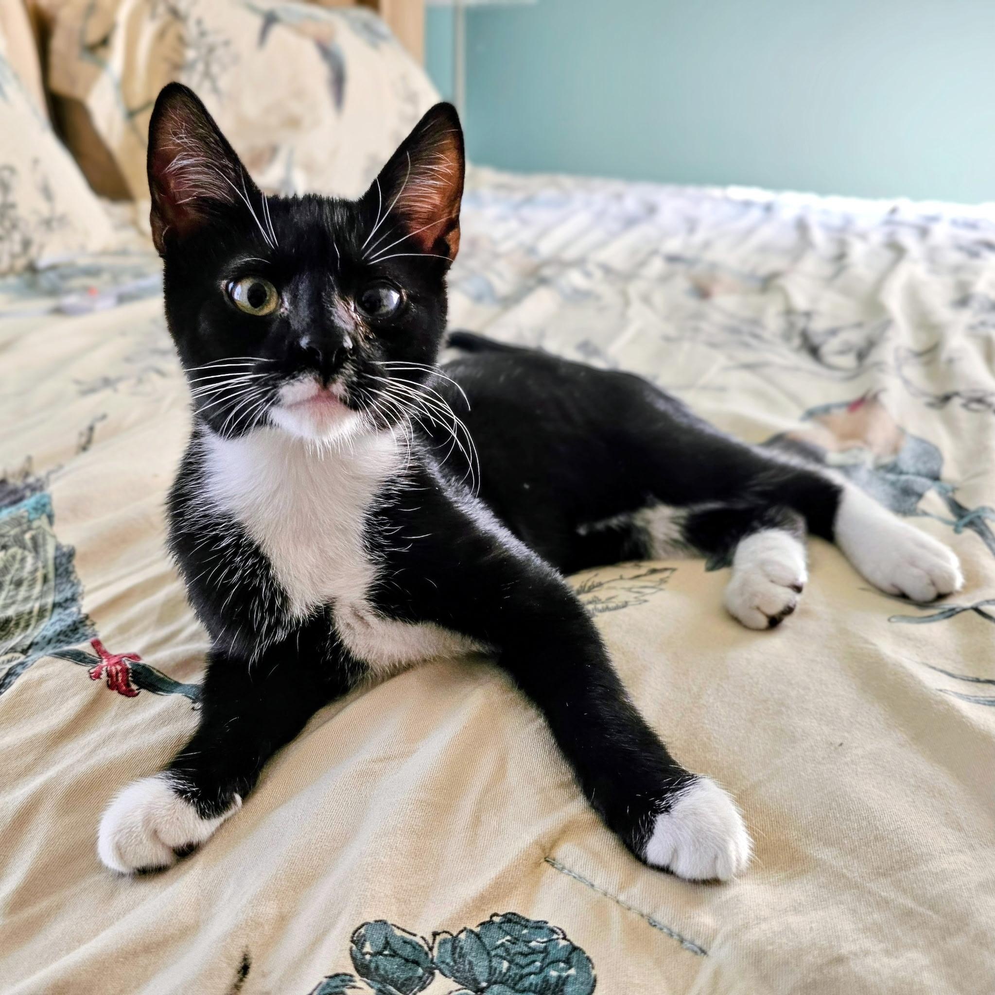 Carl, a ADOPTABLE Domestic Short Hair in Sewell, NJ image 2/2