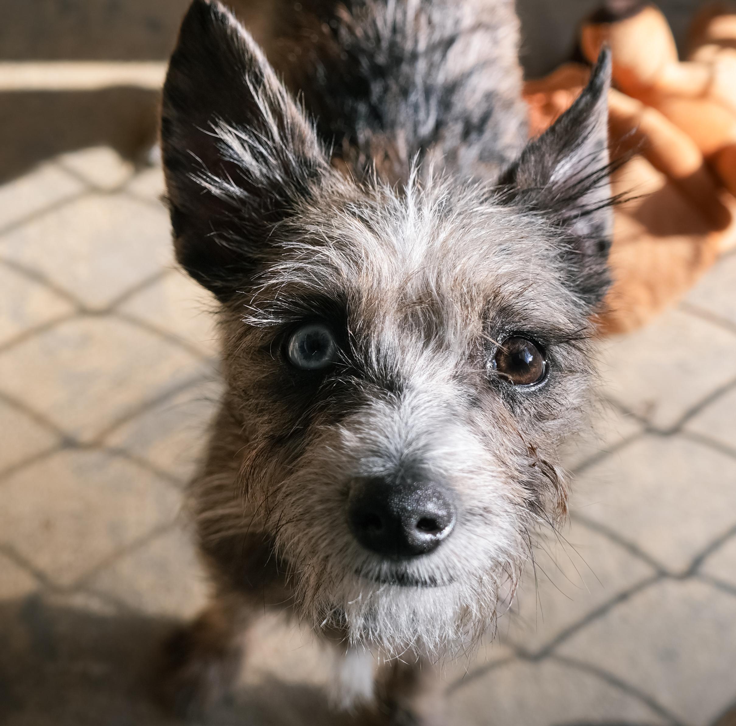 Enlarge CHUCK, an adoptable mixed breed in Fresno, CA image 2/3