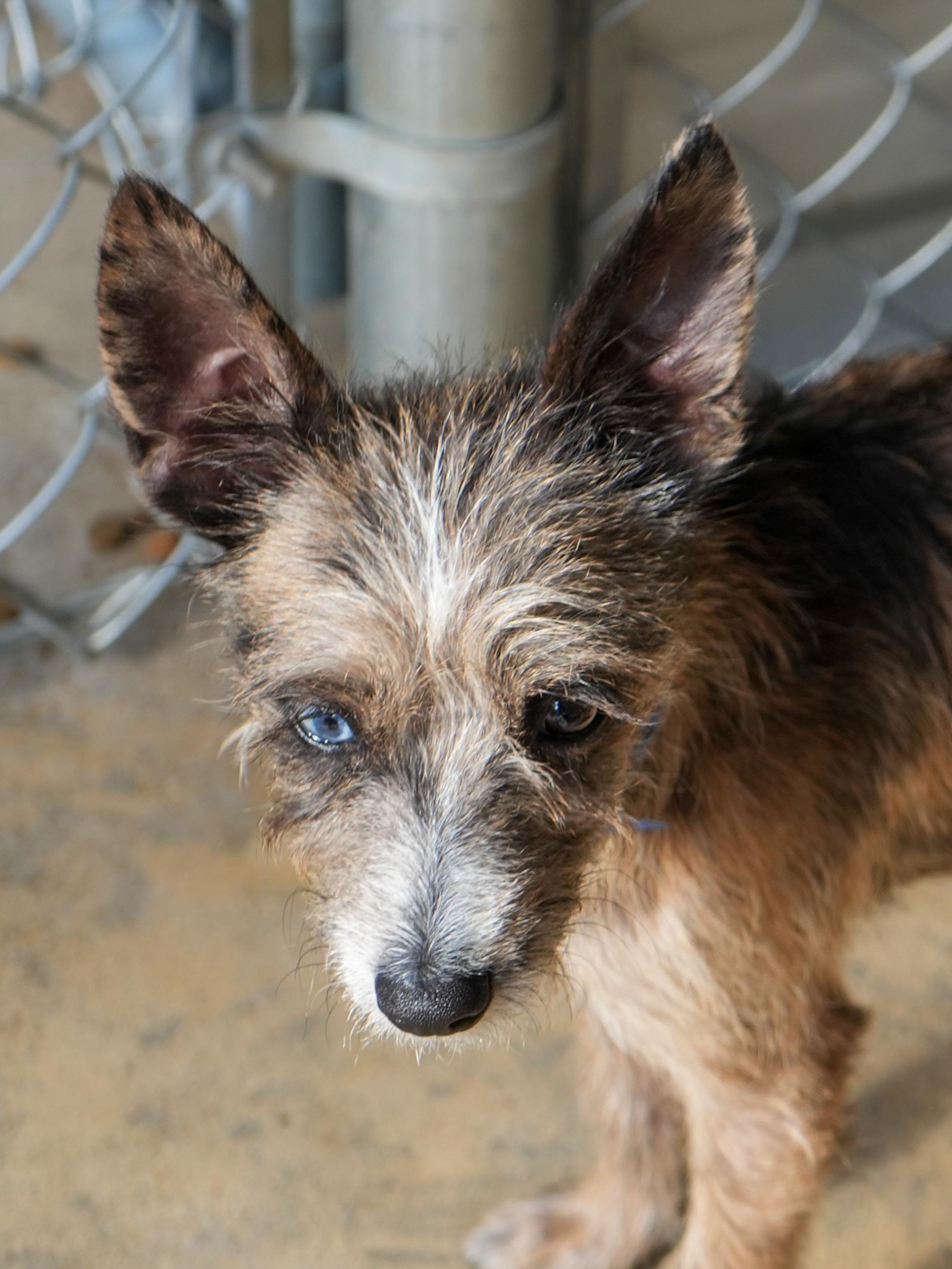Enlarge CHUCK, an adoptable mixed breed in Fresno, CA image 3/3