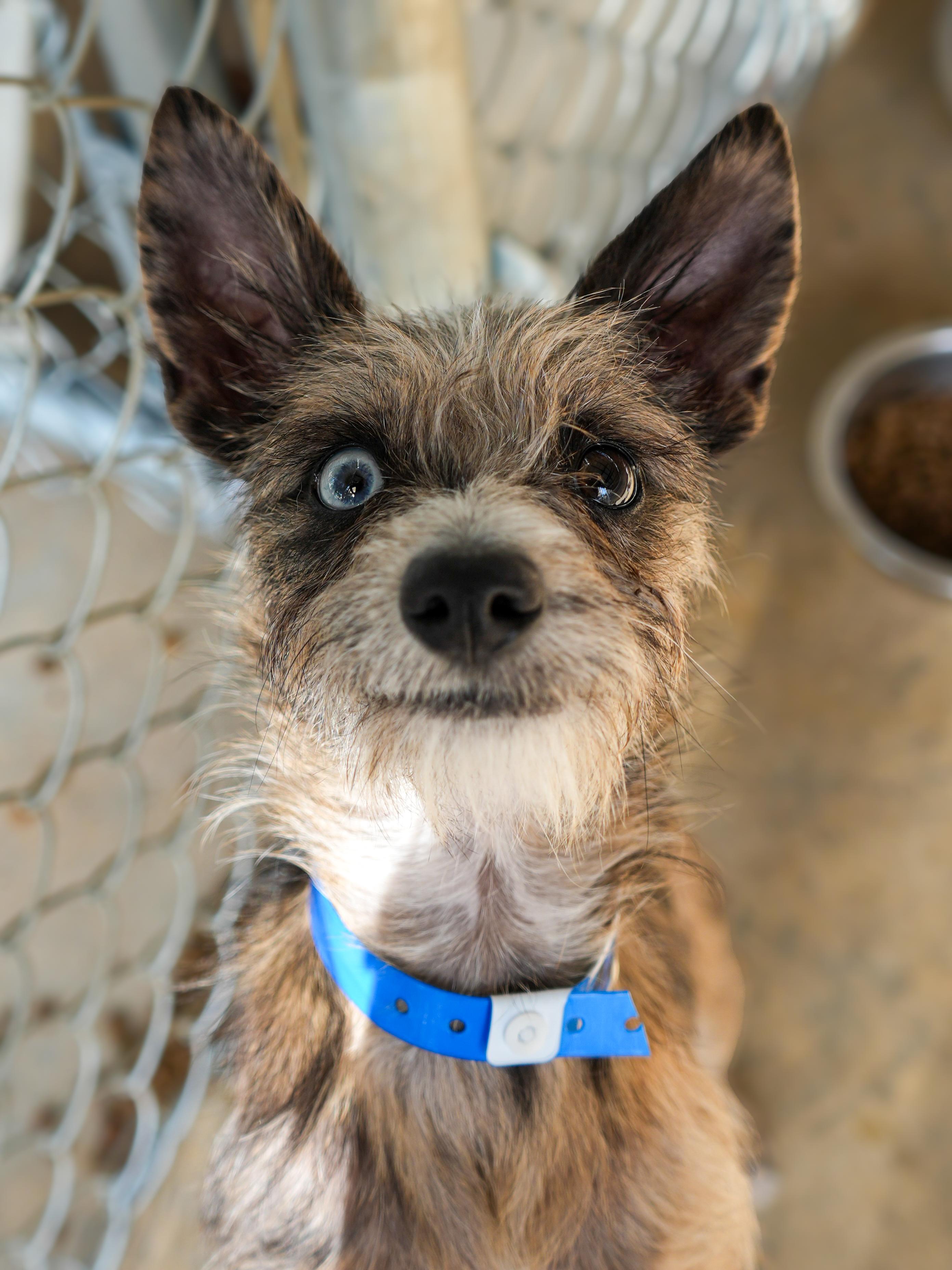 CHUCK, adoptable, Young Male Terrier.