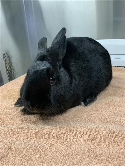 Enlarge MACKIE, a Adoptable Bunny Rabbit in Fairbanks, AK image 1/1