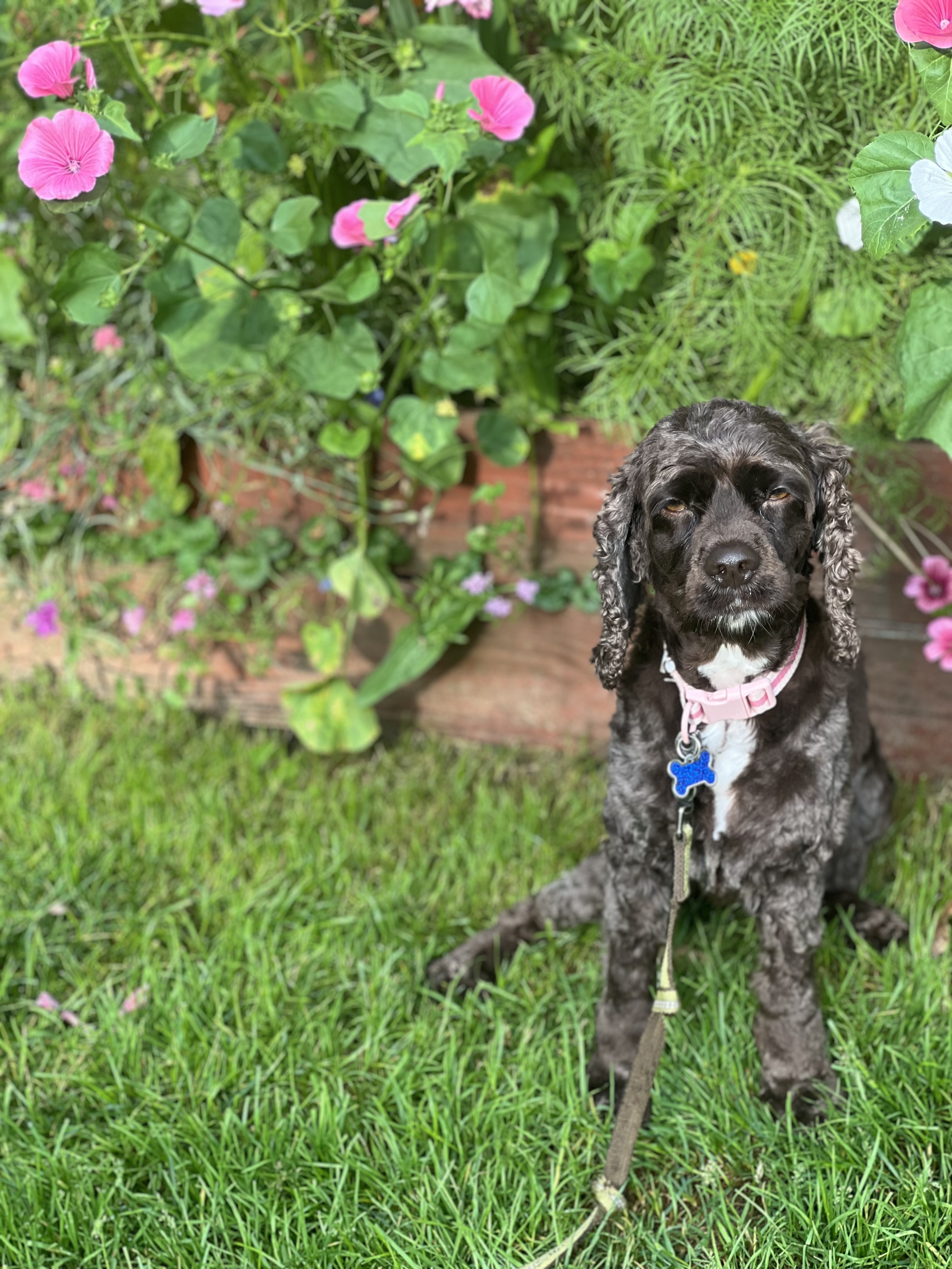 Enlarge Lola, a Adopted Cocker Spaniel in Livonia, MI image 1/6