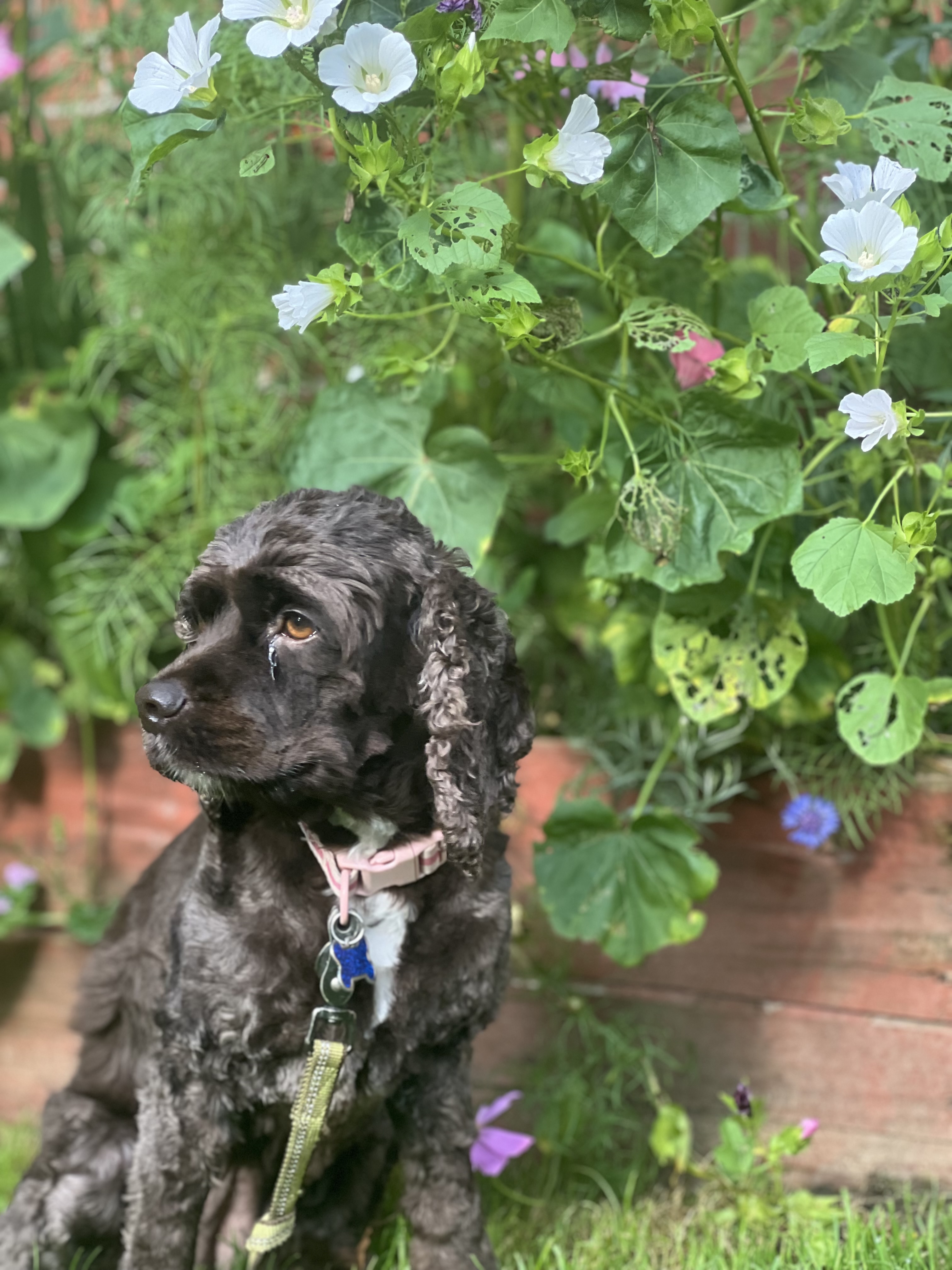 Enlarge Lola, a Adopted Cocker Spaniel in Livonia, MI image 2/6