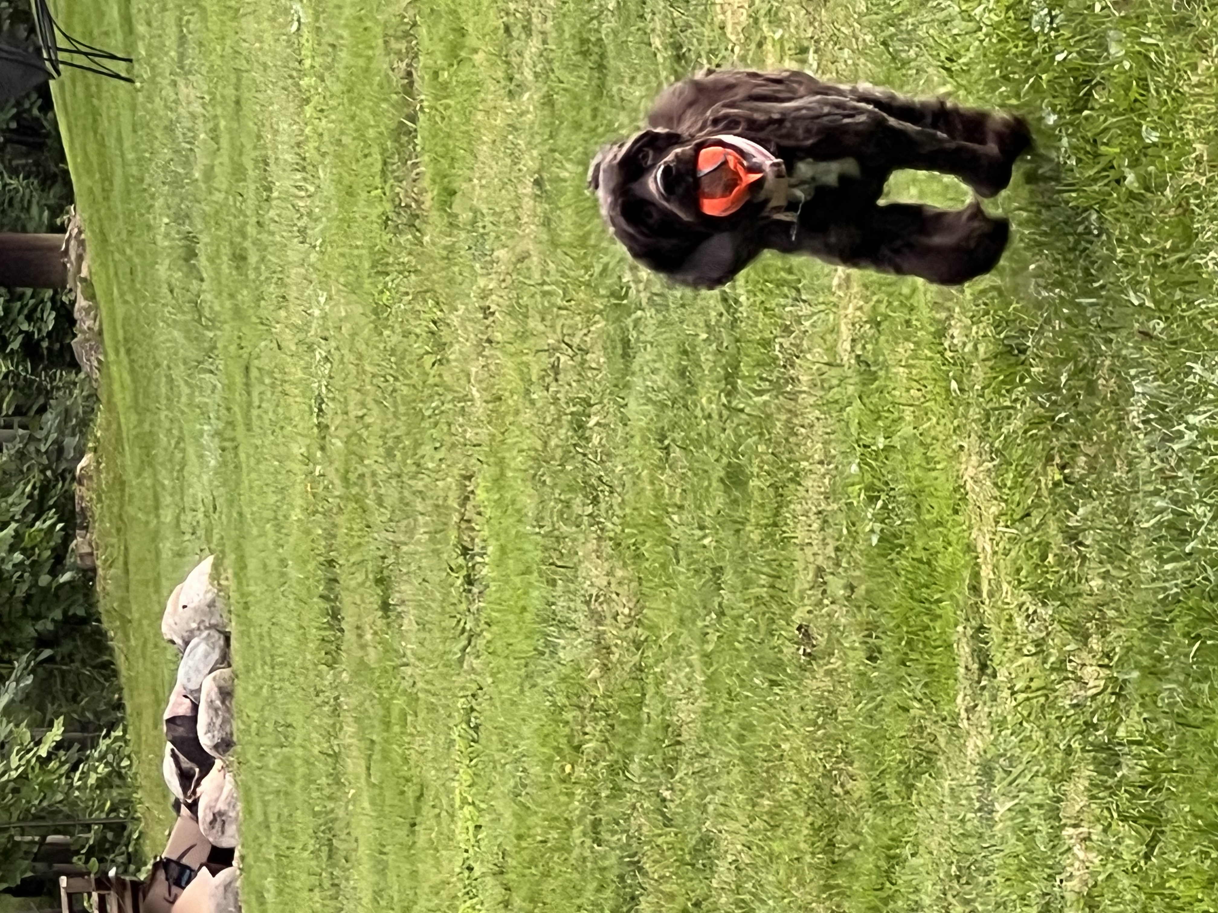 Enlarge Lola, a Adopted Cocker Spaniel in Livonia, MI image 3/6