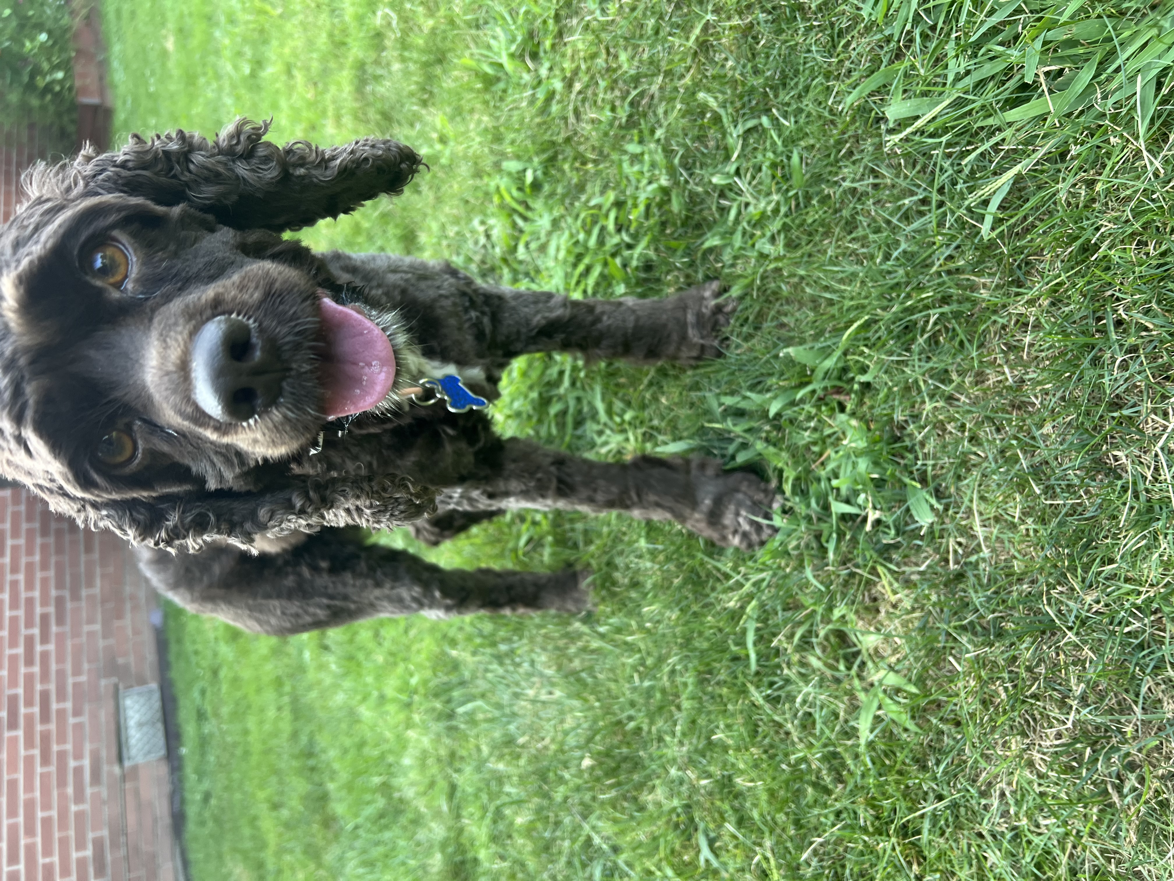 Enlarge Lola, a Adopted Cocker Spaniel in Livonia, MI image 4/6