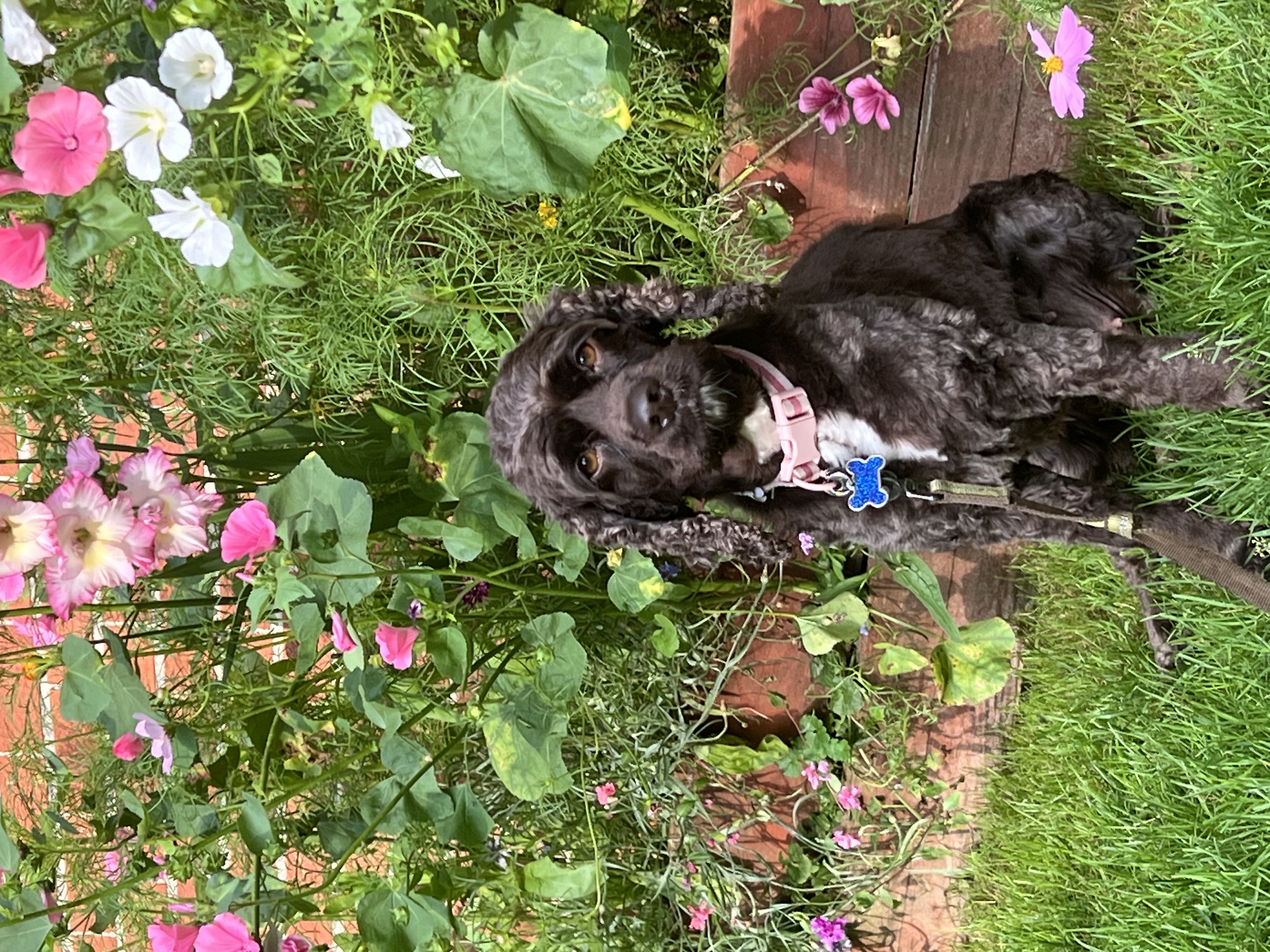 Enlarge Lola, a Adopted Cocker Spaniel in Livonia, MI image 5/6