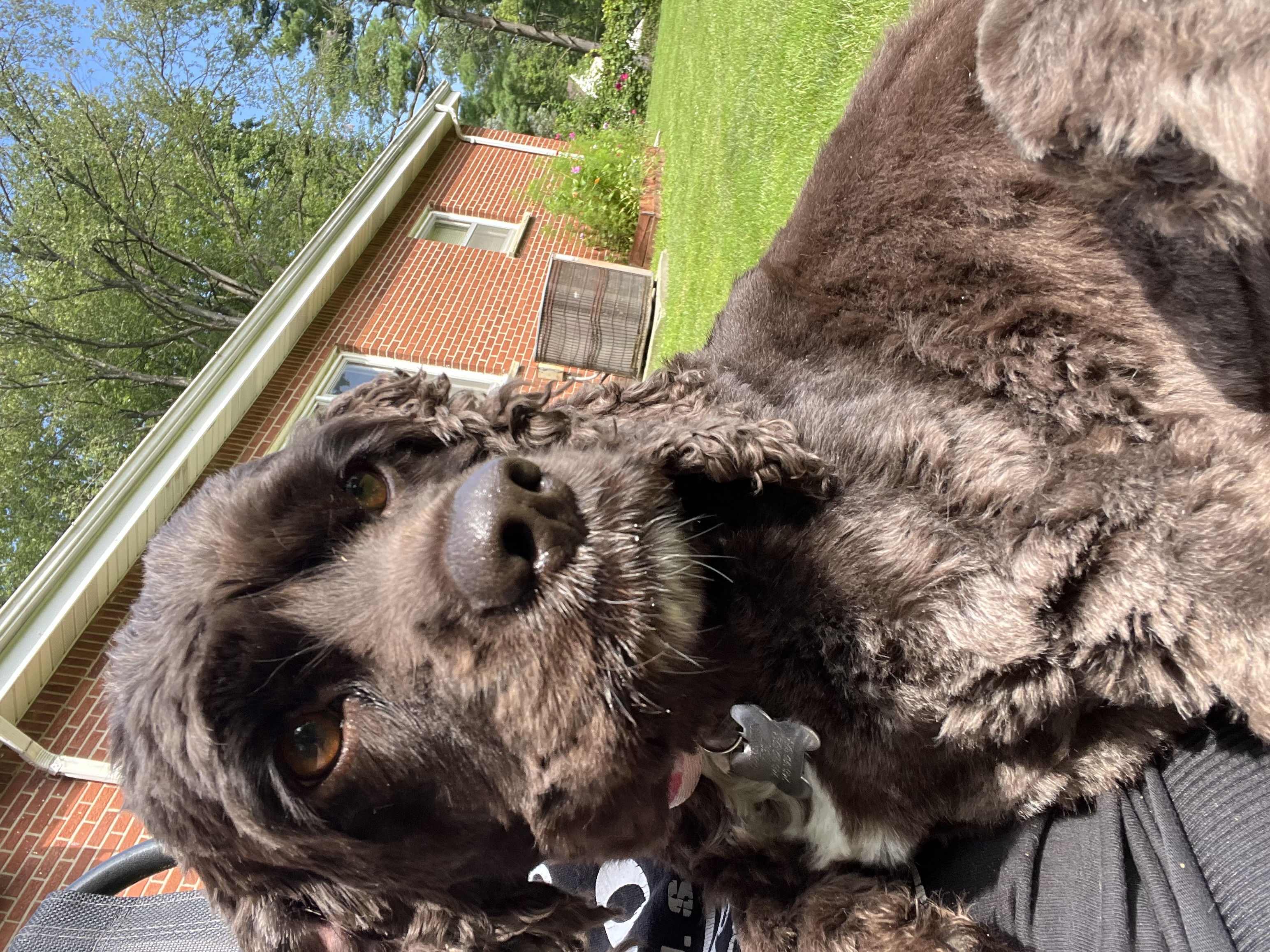 Enlarge Lola, a Adopted Cocker Spaniel in Livonia, MI image 6/6