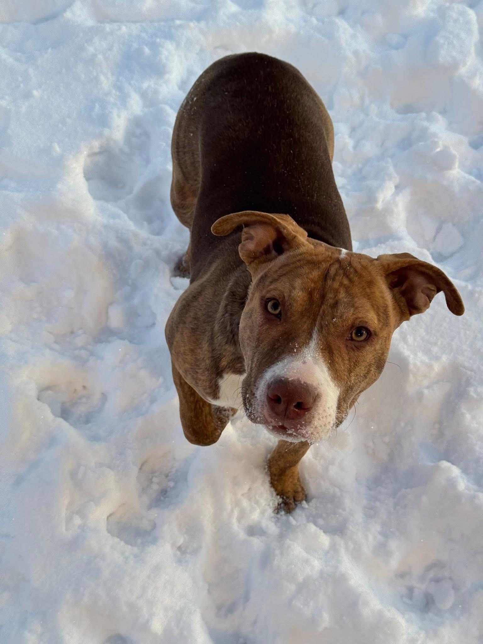 Daisy, ADOPTABLE, Young Female Pit Bull Terrier.