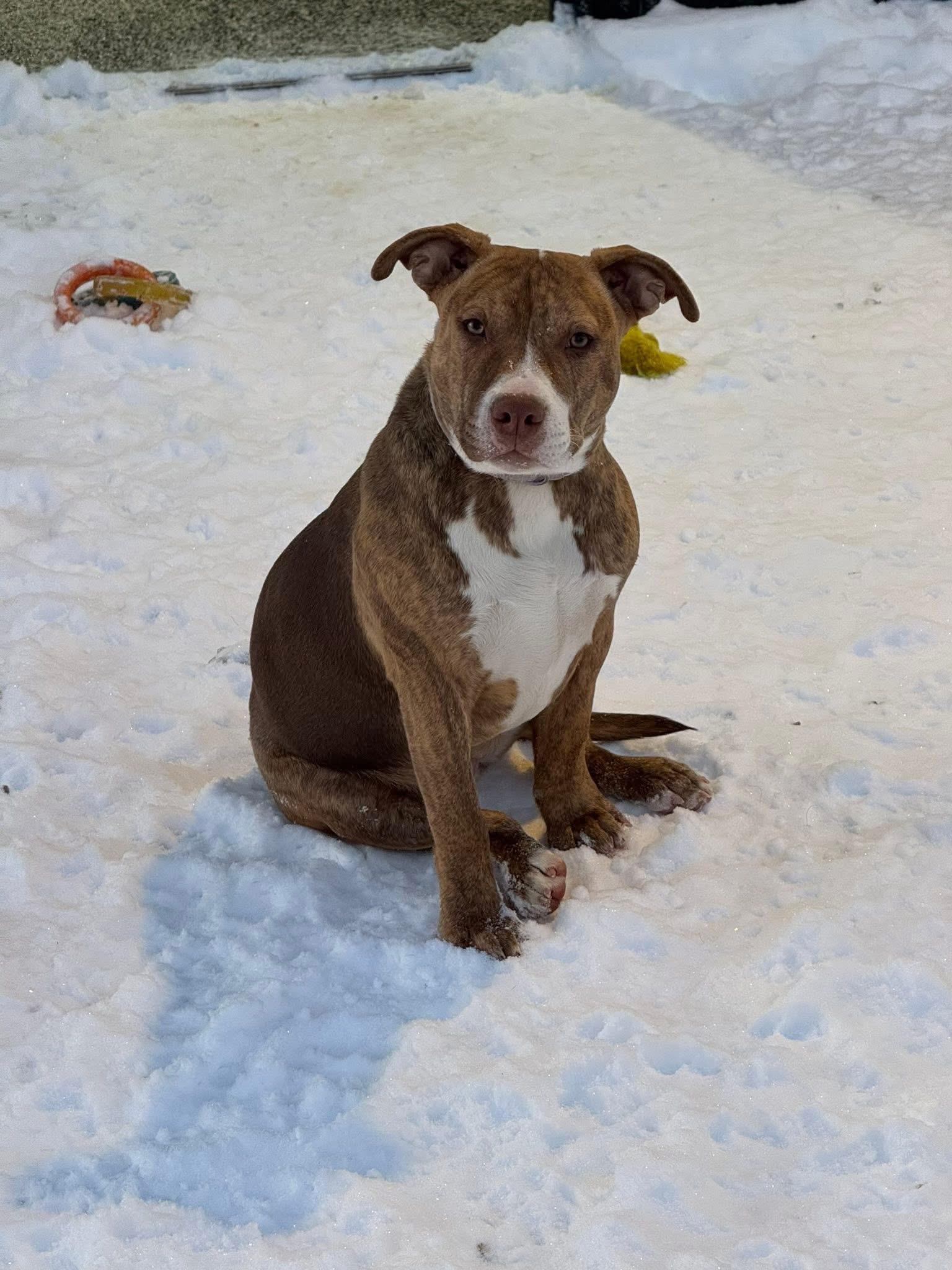 Enlarge Daisy, a ADOPTABLE mixed breed in Brazil, IN image 2/2