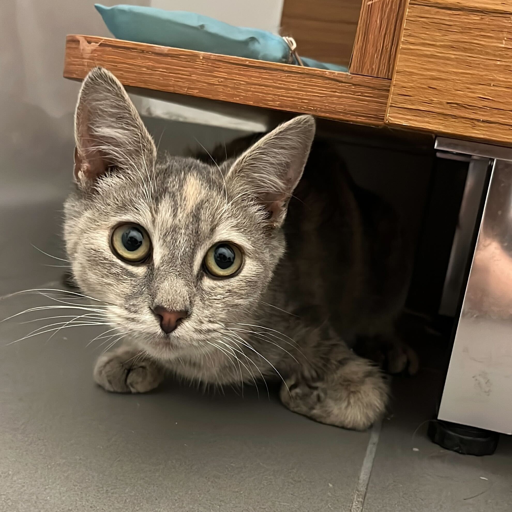 Clawdia, Young Female Domestic Short Hair