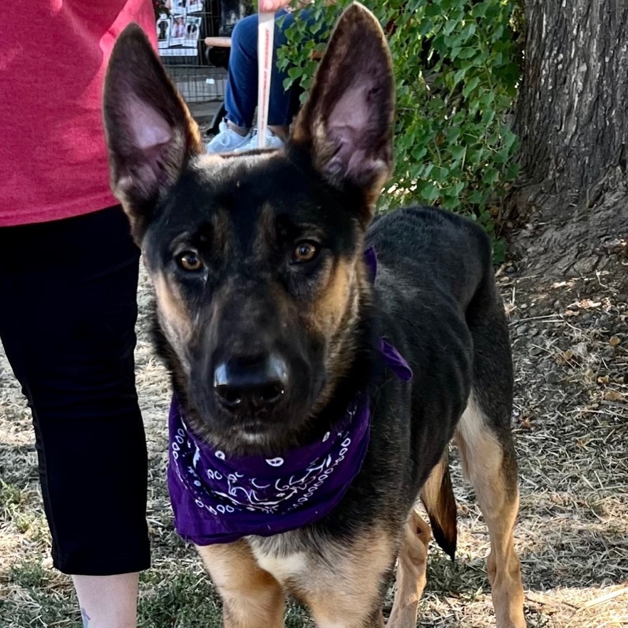 Enlarge FARLEY, a Adoptable German Shepherd Dog in Woodland, CA image 1/1