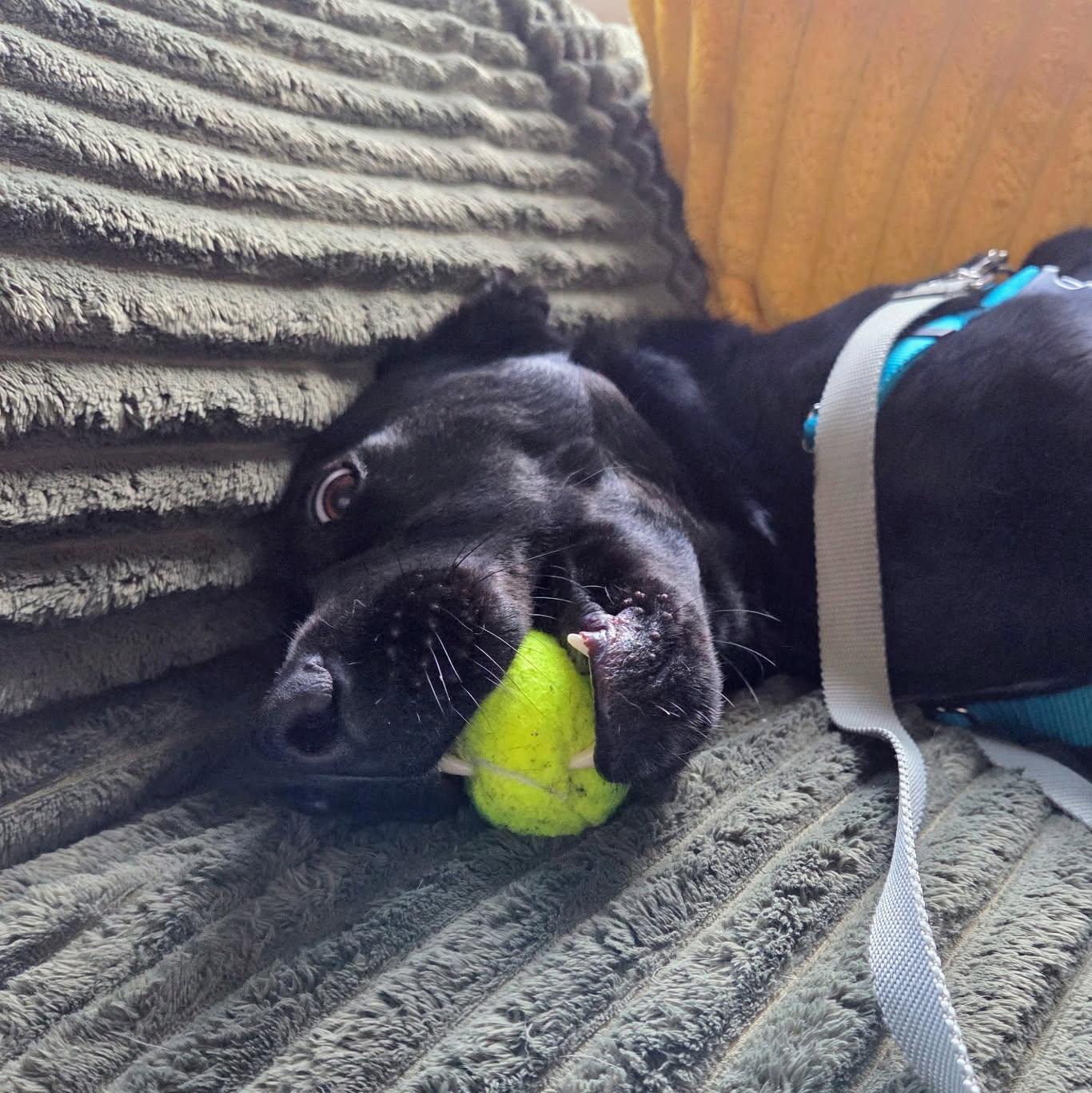 Enlarge Lola, a Adoptable mixed breed in Petaluma, CA image 2/4