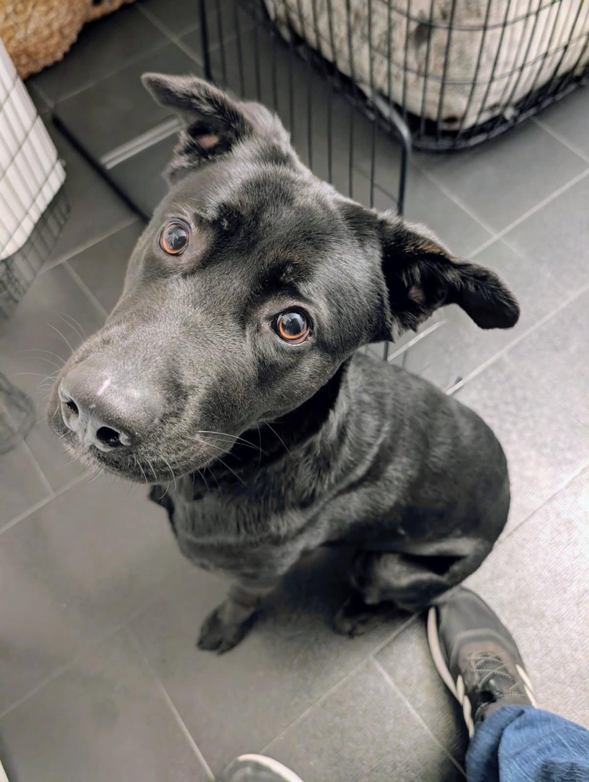 Enlarge Lola, a Adoptable mixed breed in Petaluma, CA image 1/4