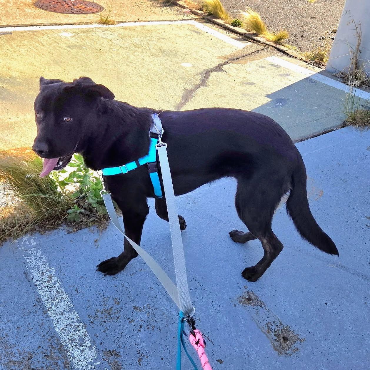Enlarge Lola, a Adoptable mixed breed in Petaluma, CA image 3/4