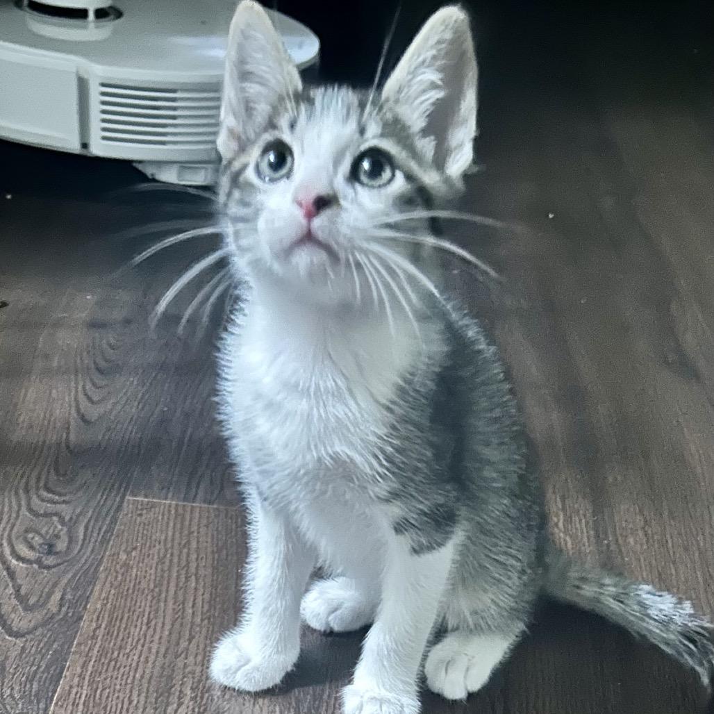 Enlarge Nulo, a Adoptable Domestic Medium Hair in Riverside, CA image 1/3