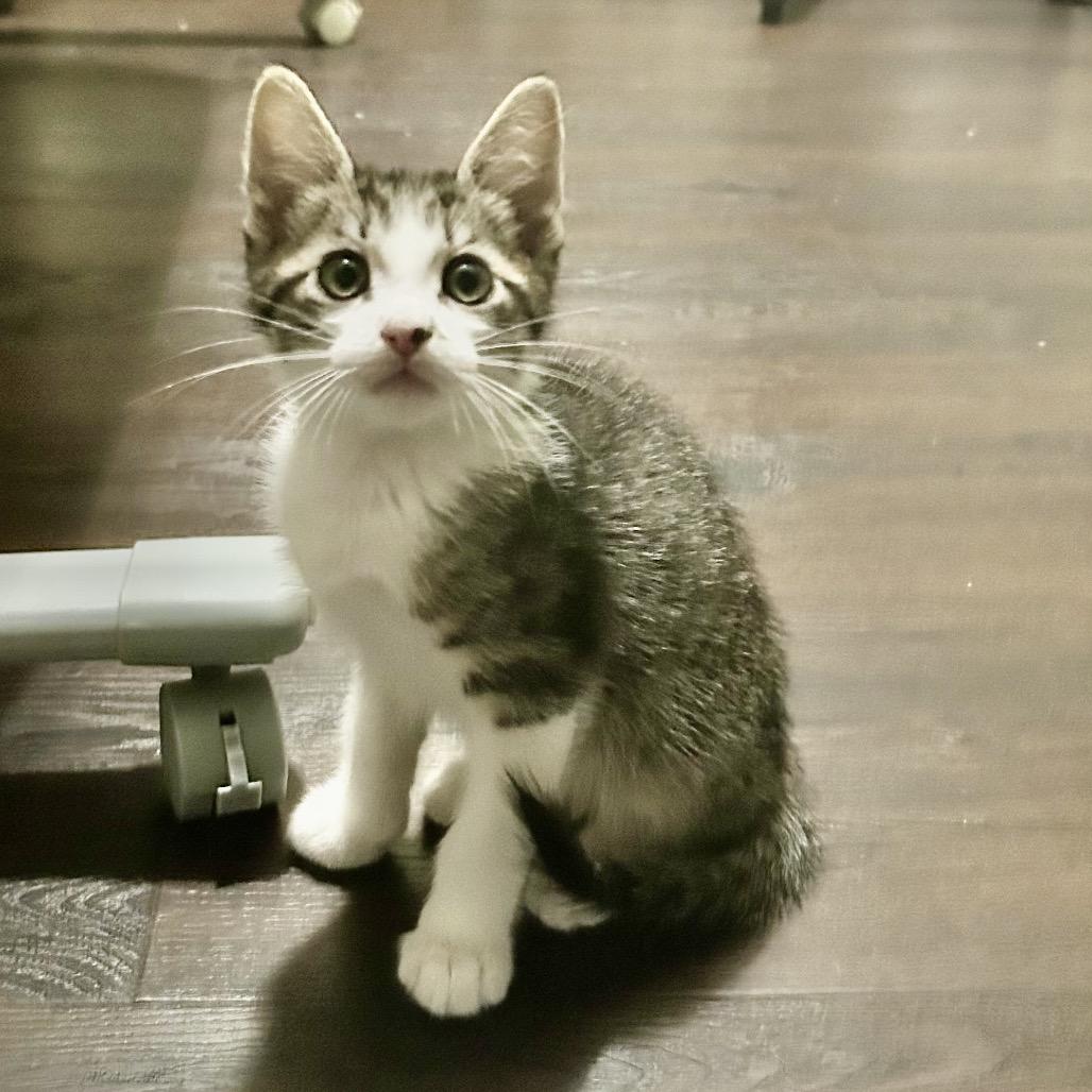 Enlarge Nulo, a Adoptable Domestic Medium Hair in Riverside, CA image 2/3