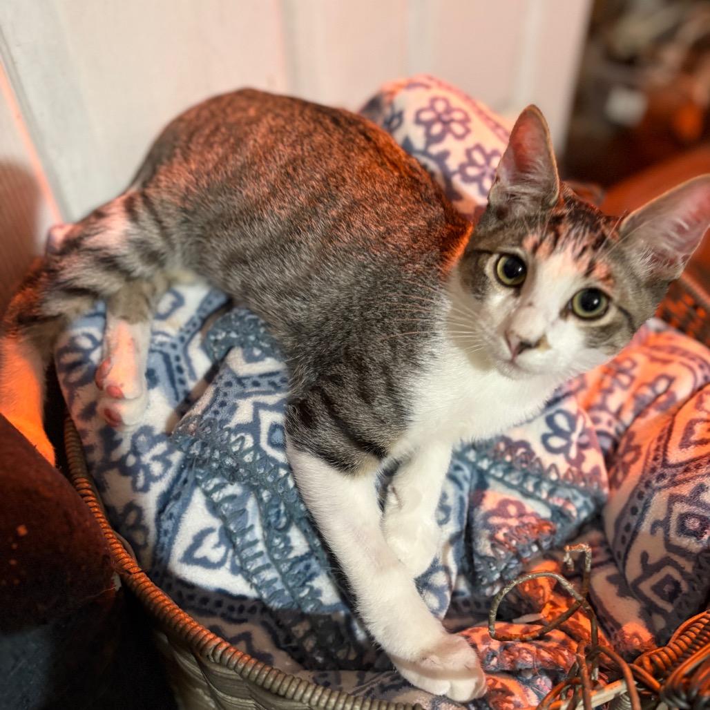 Enlarge Nulo, a Adoptable Domestic Medium Hair in Riverside, CA image 3/3