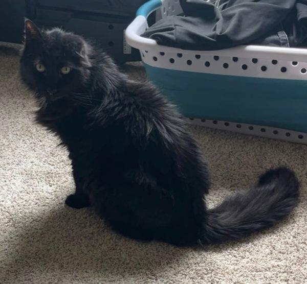 Shadow, Adoptable, Senior Male Domestic Long Hair.