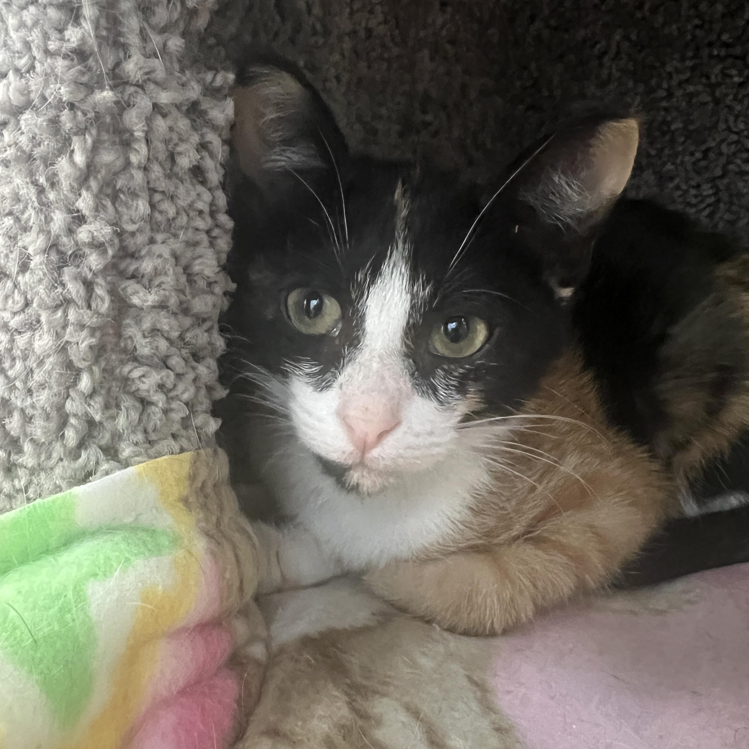 Enlarge Clementine, a ADOPTABLE mixed breed in Palmetto, FL image 2/3