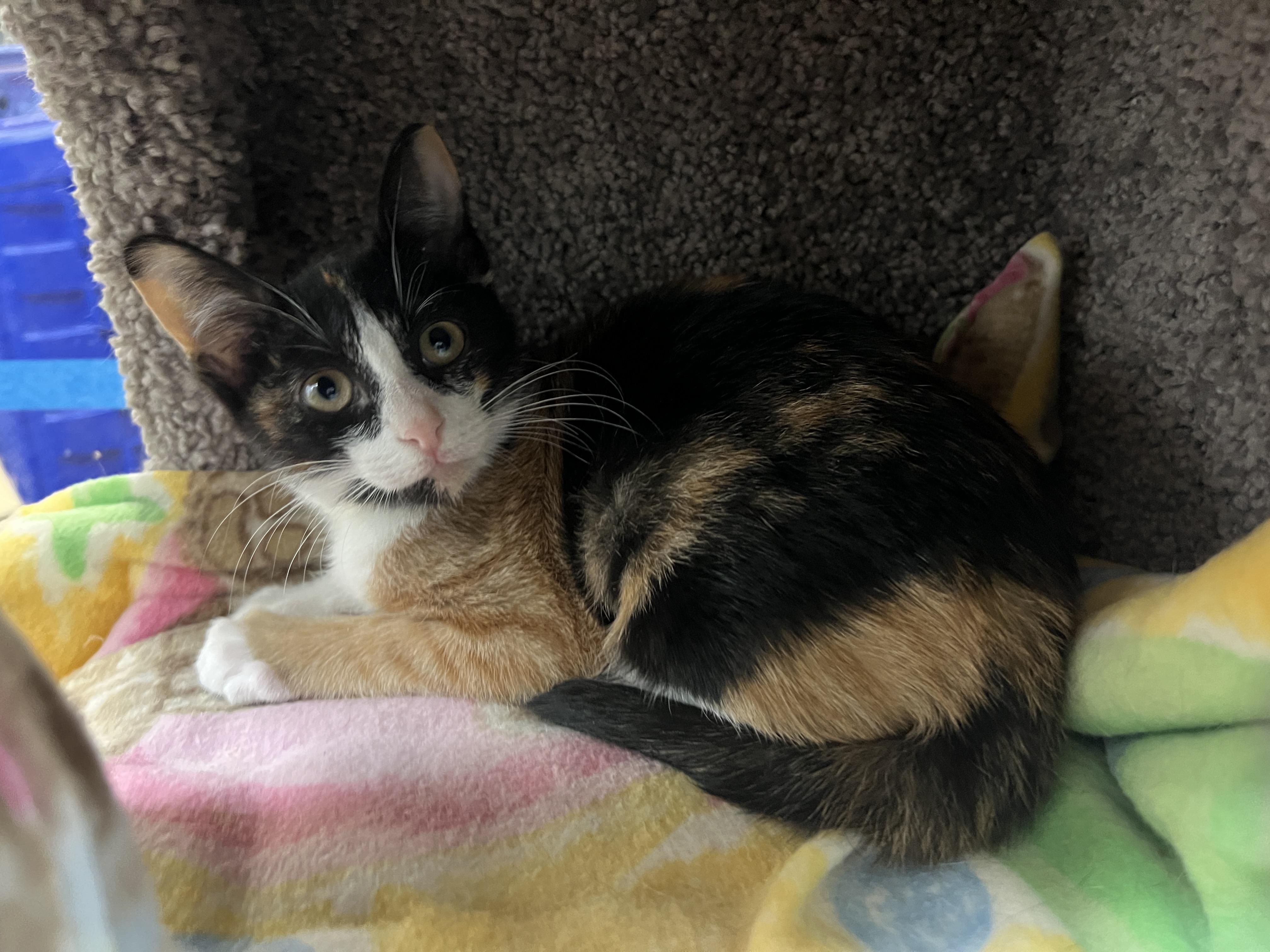 Enlarge Clementine, a ADOPTABLE mixed breed in Palmetto, FL image 3/3