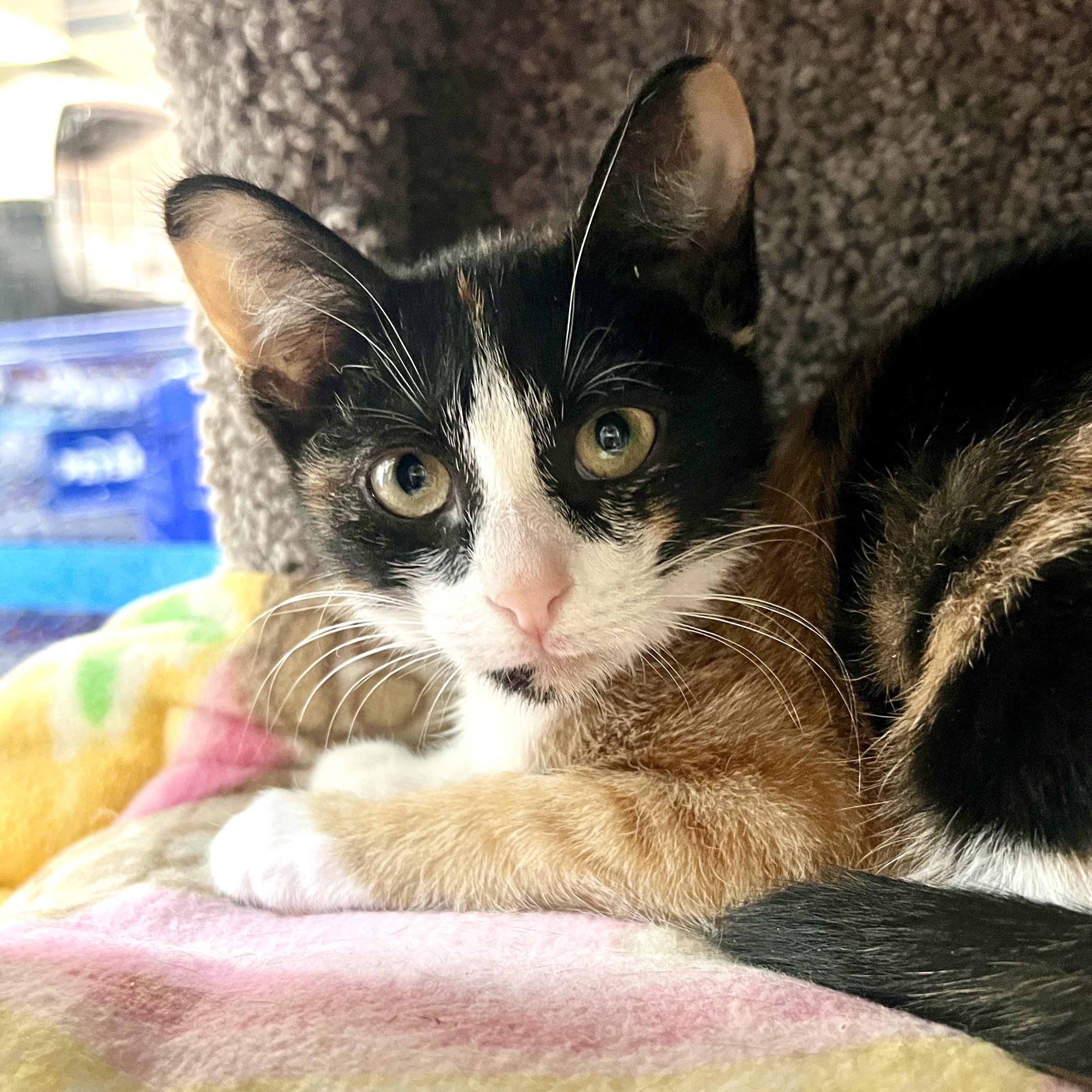 Clementine, ADOPTABLE, Kitten Female Domestic Short Hair.
