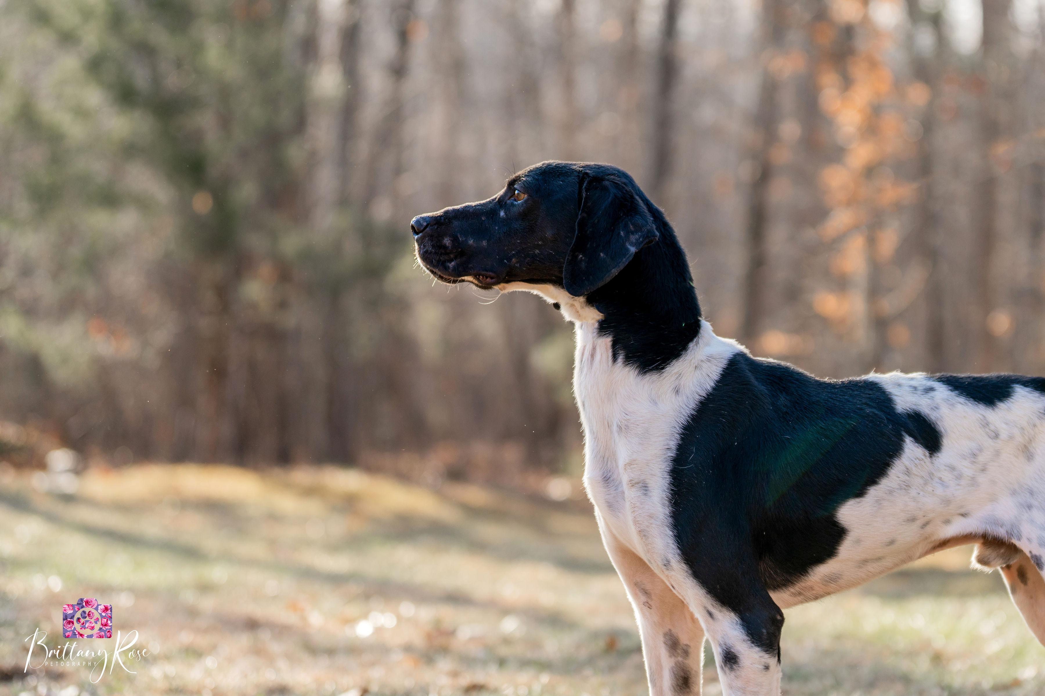 Enlarge Beau , a ADOPTABLE Hound in Powhatan, VA image 3/3