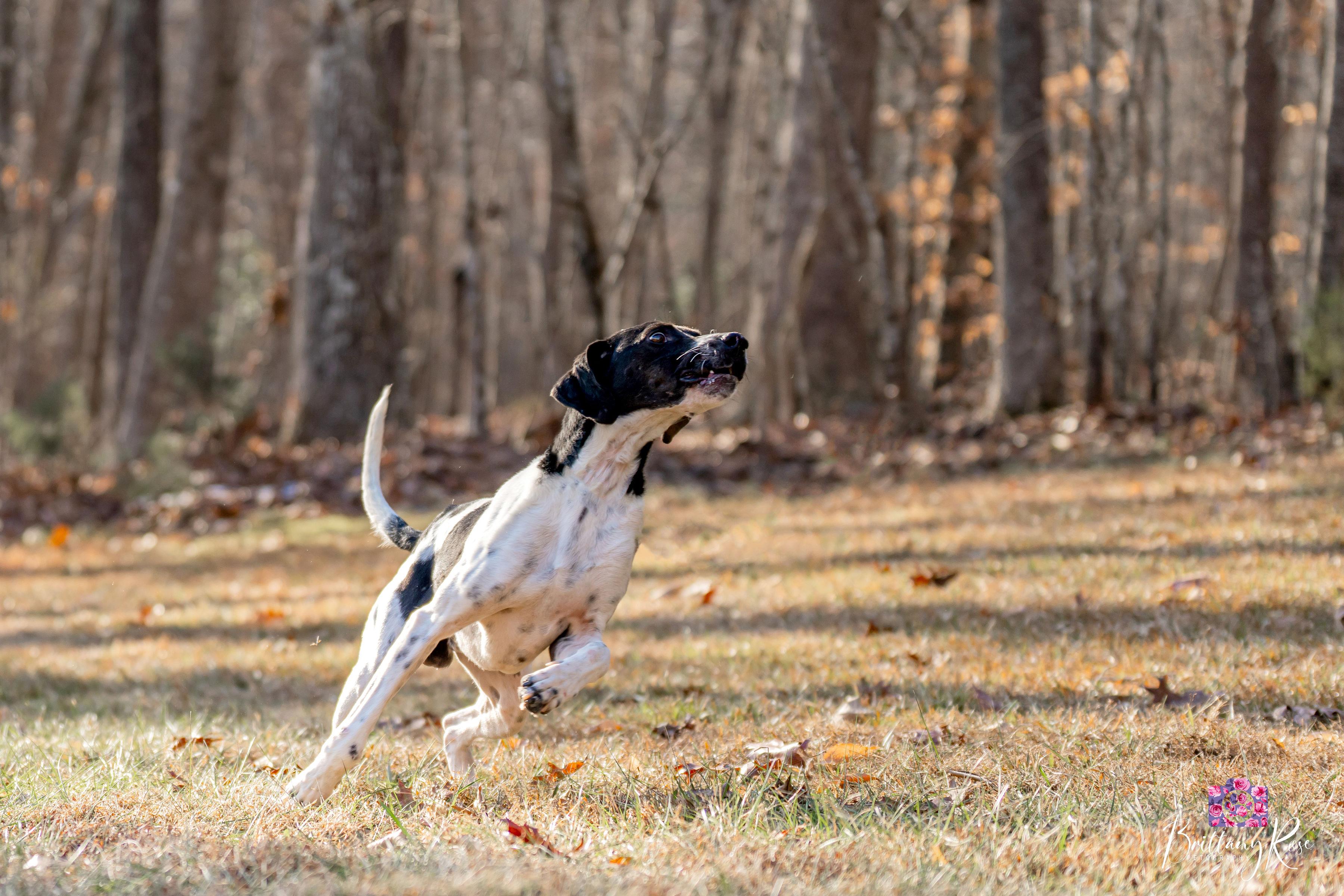 Enlarge Beau , a ADOPTABLE Hound in Powhatan, VA image 1/3