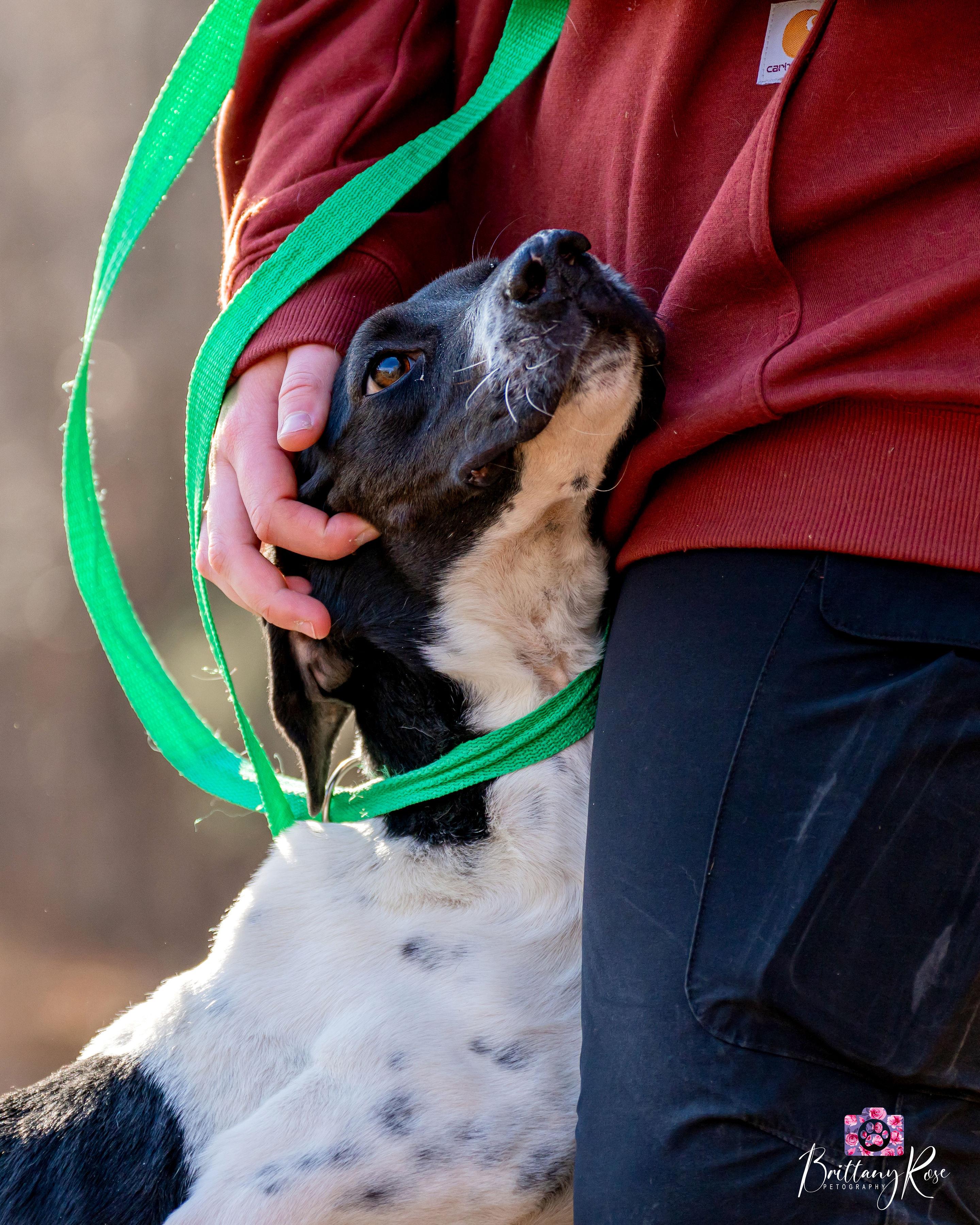 Enlarge Beau , a ADOPTABLE Hound in Powhatan, VA image 2/3