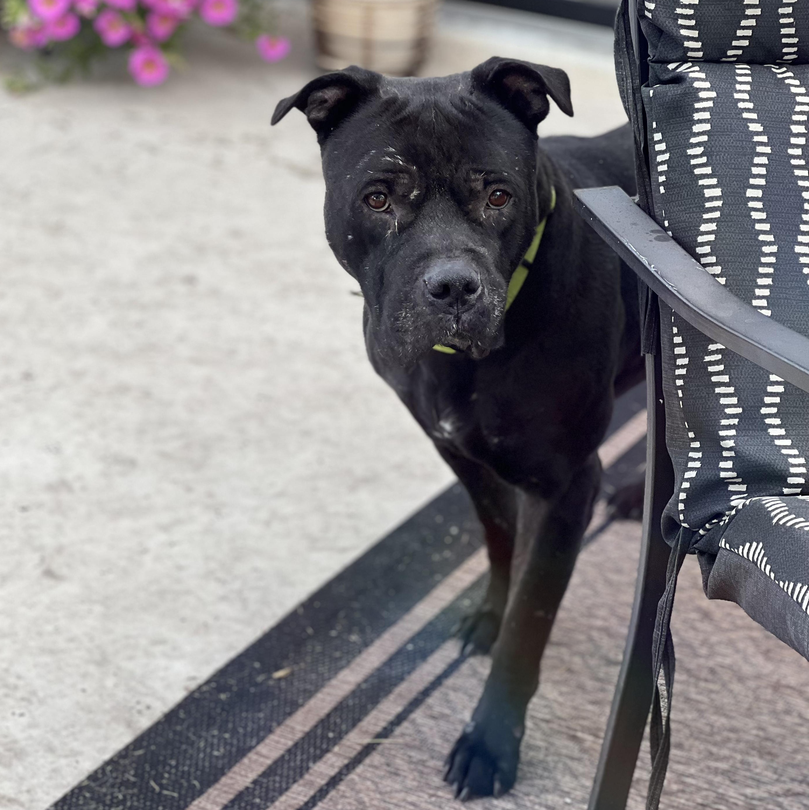 Enlarge Rufus, a Adopted mixed breed in Hobe Sound, FL image 2/3
