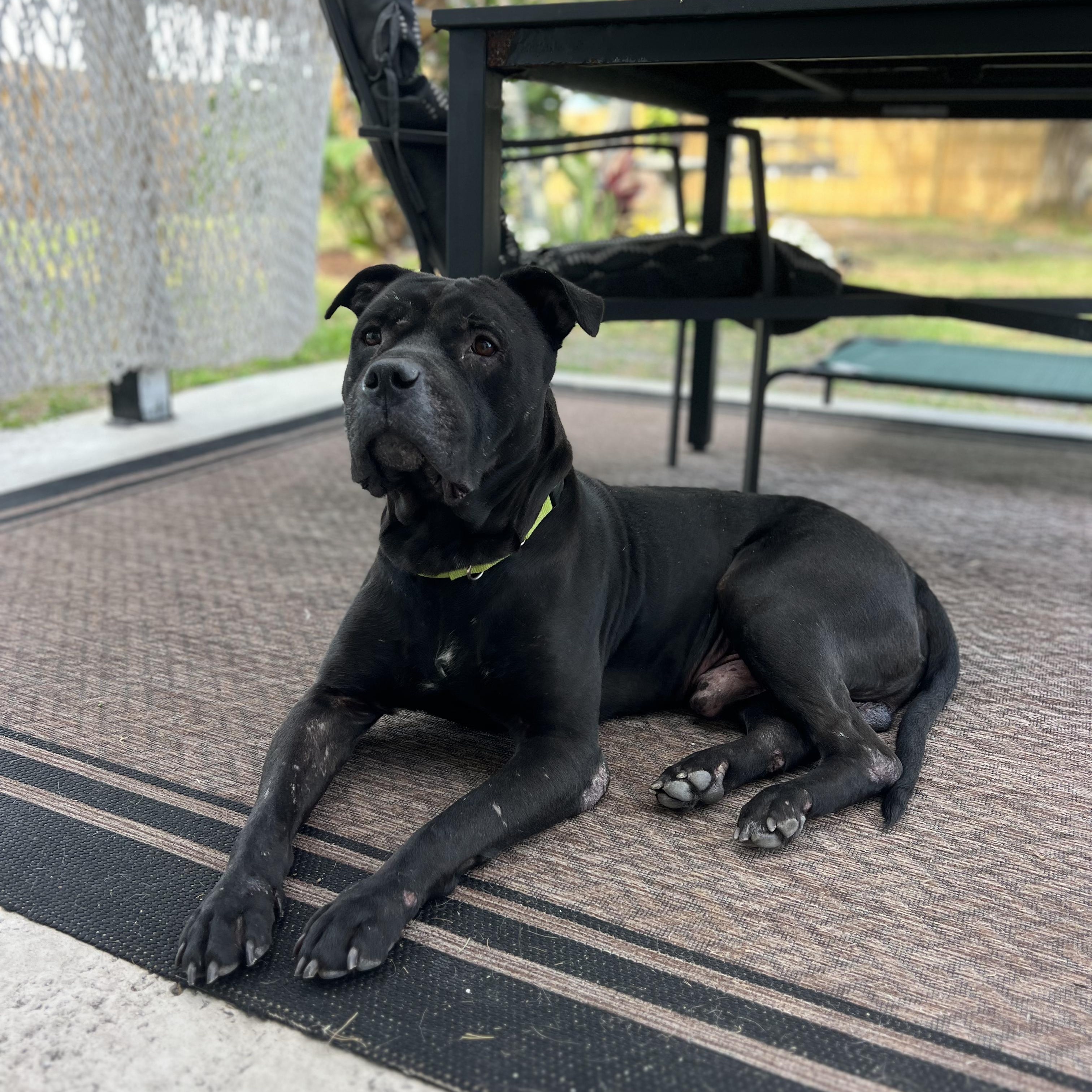Enlarge Rufus, a Adopted mixed breed in Hobe Sound, FL image 3/3