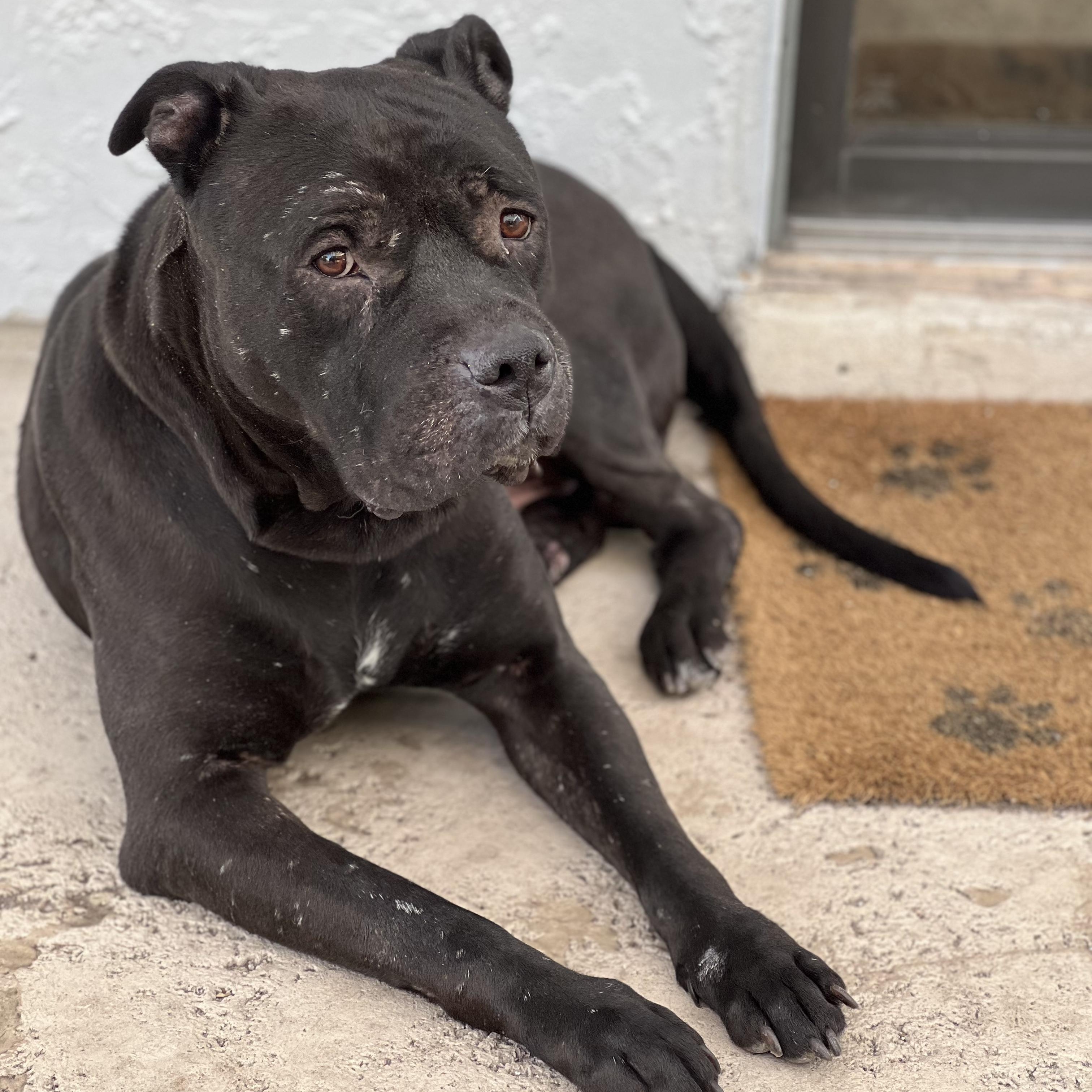 Rufus, Adopted, Adult Male American Bulldog.